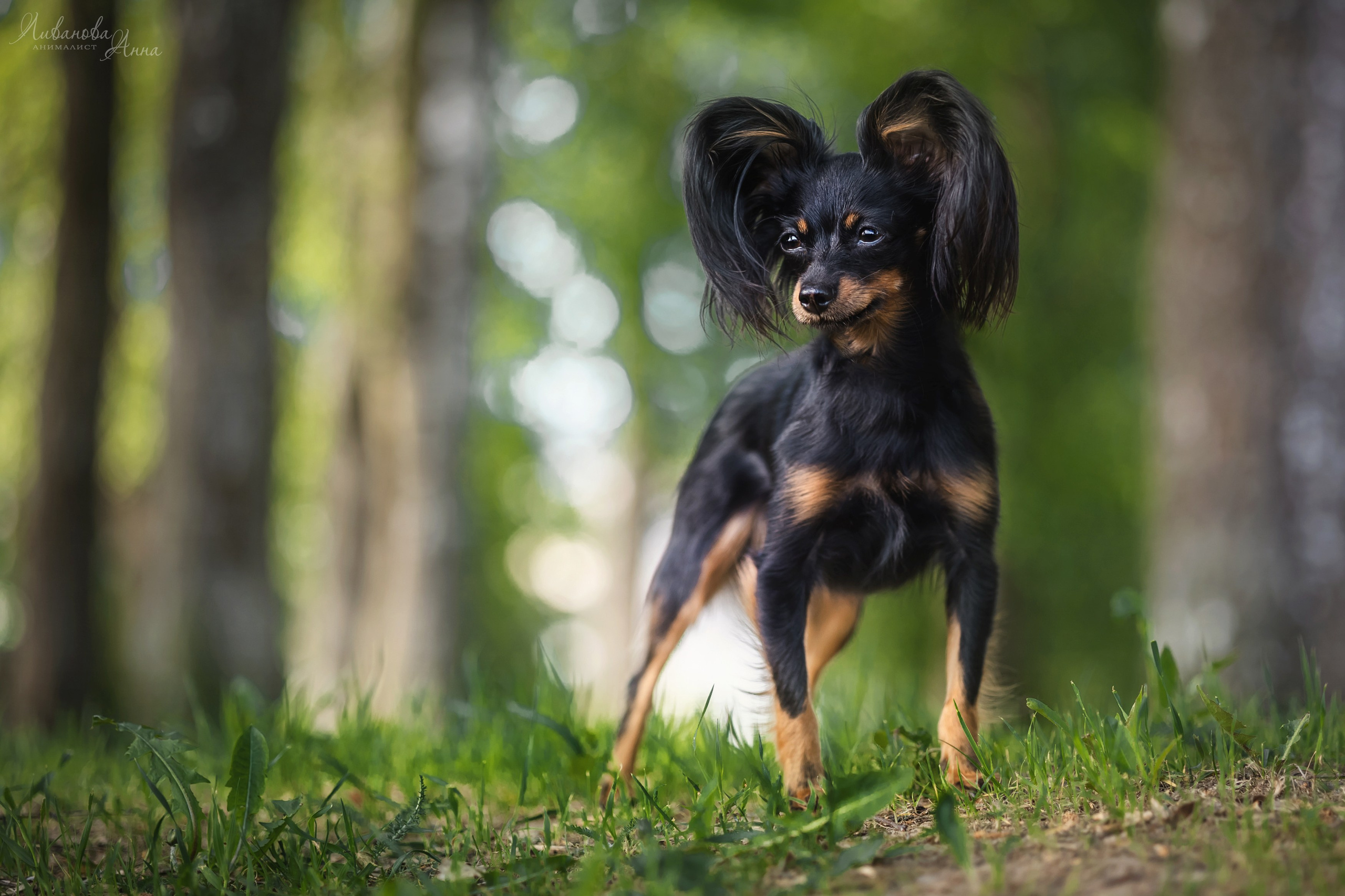 Лена и тойчики. Фотограф анималист Аня Ливанова | Рыбинск