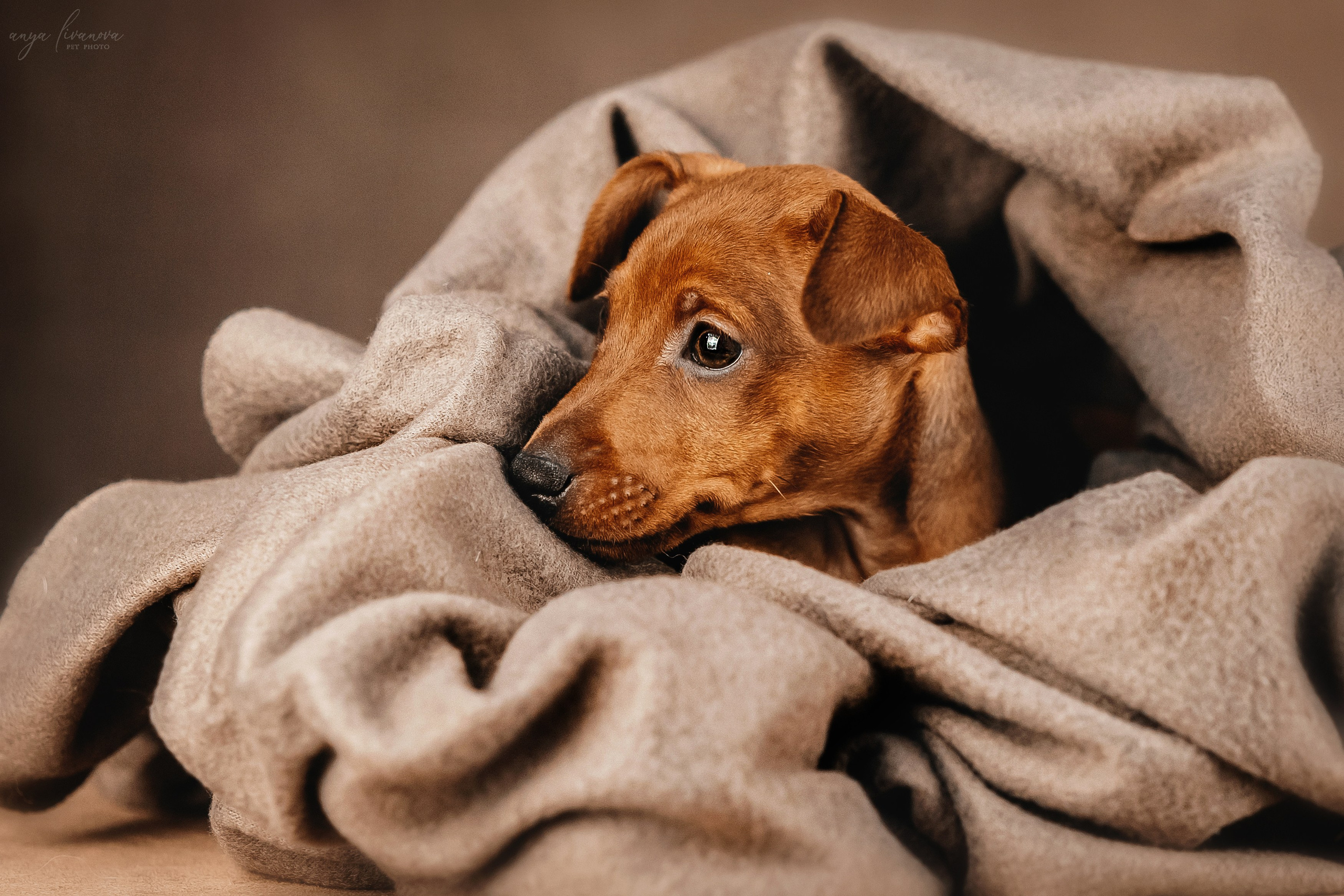 Пинчеры в мимозе. Фотограф анималист Аня Ливанова | Рыбинск