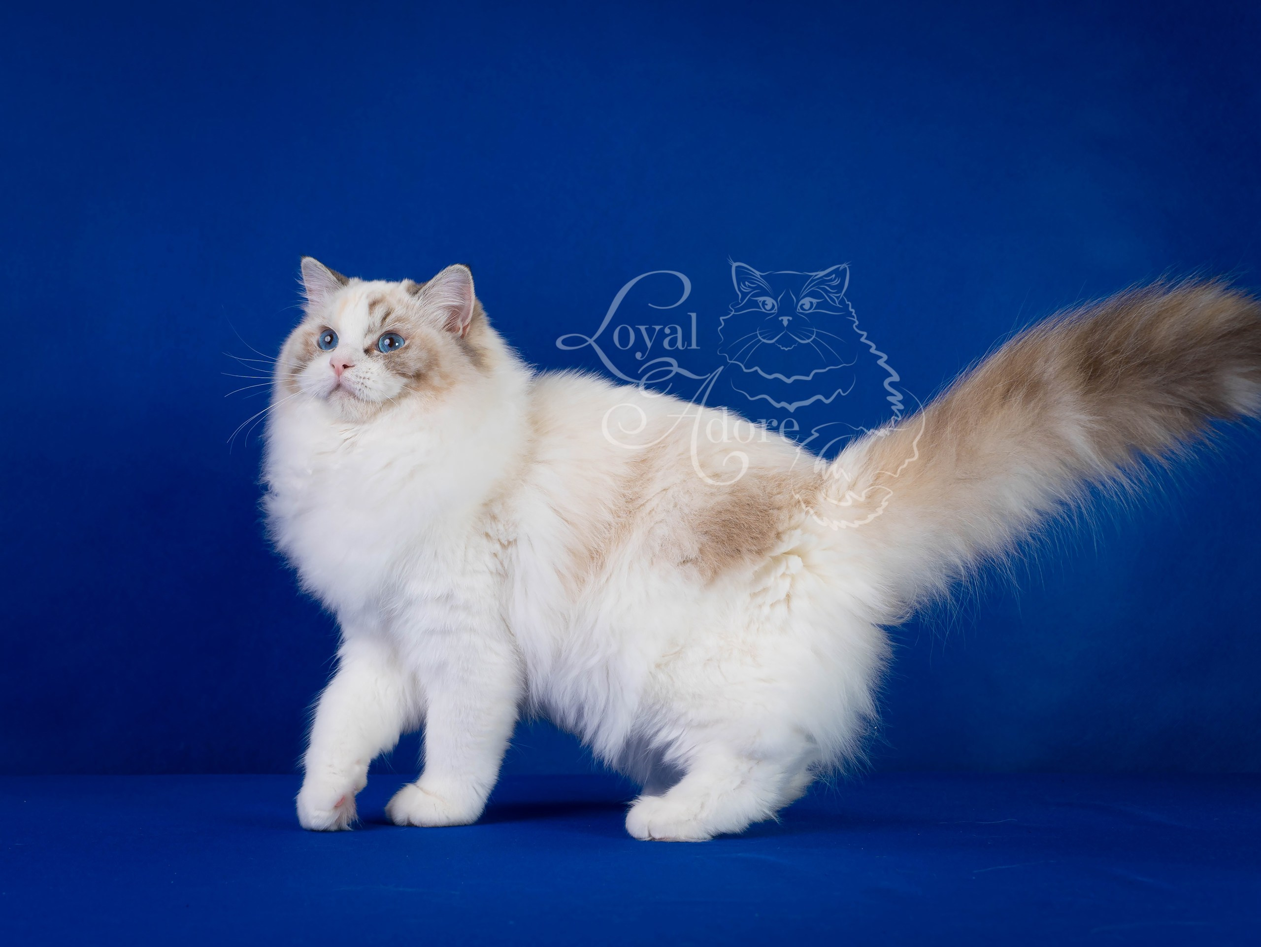 Кошки производители Loyal Adore. Питомник рэгдолл Loyal Adore
