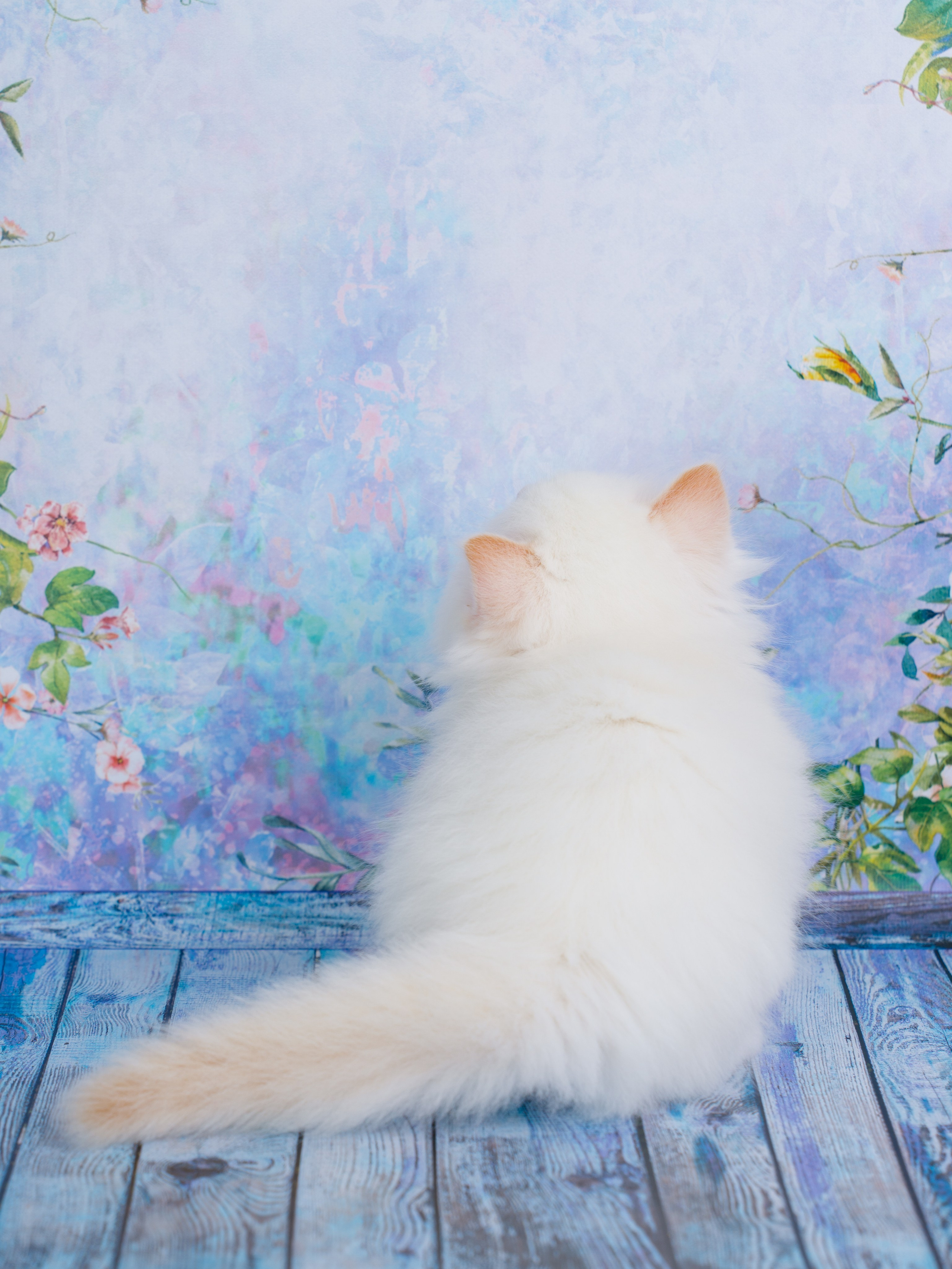 Котята рэгдолл от Loyal Adore. Питомник рэгдолл Loyal Adore