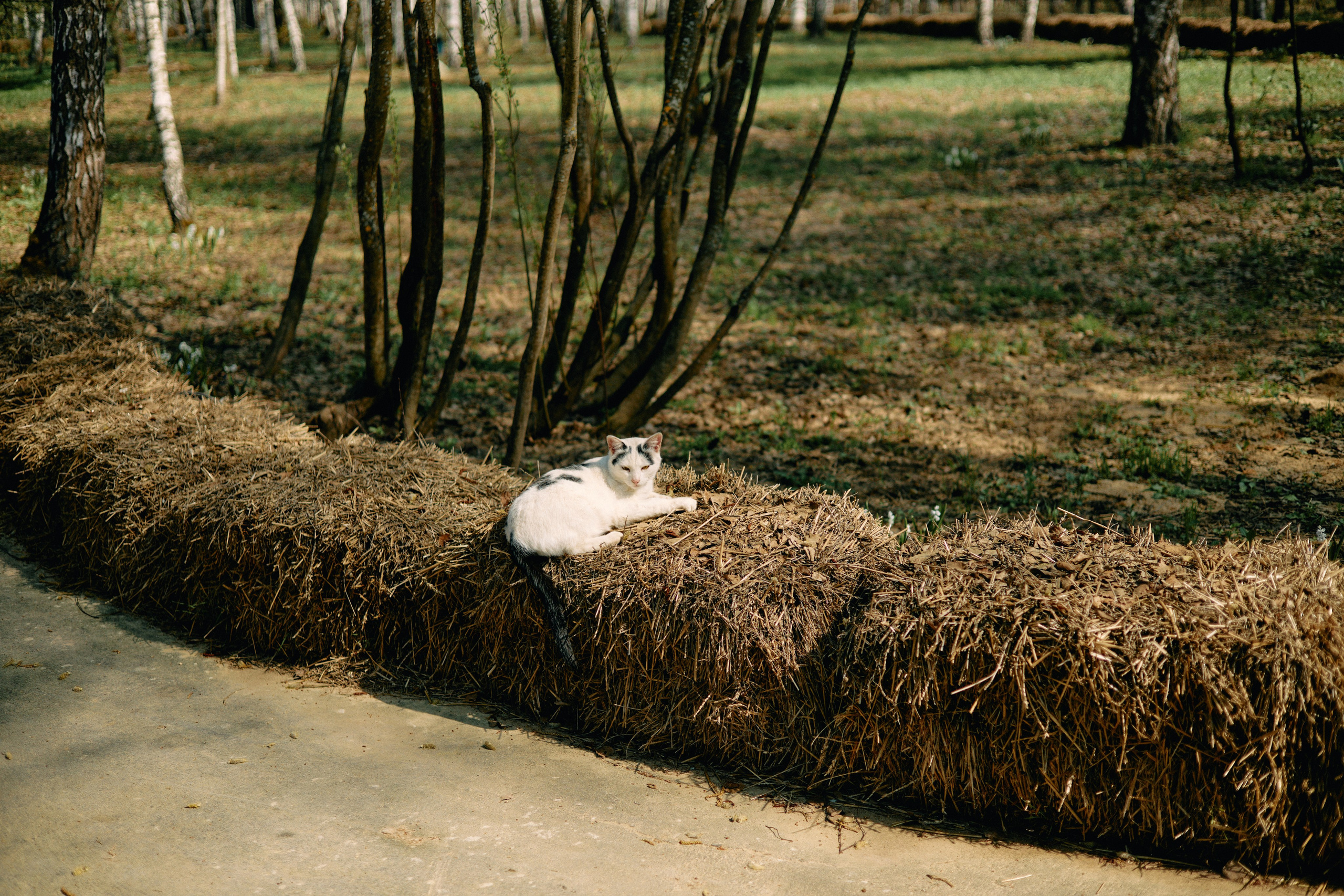Бутик-отель Поле летом. Профессиональный Фотограф во Владимире, в Москве и в Суздале — Полина Романычева
