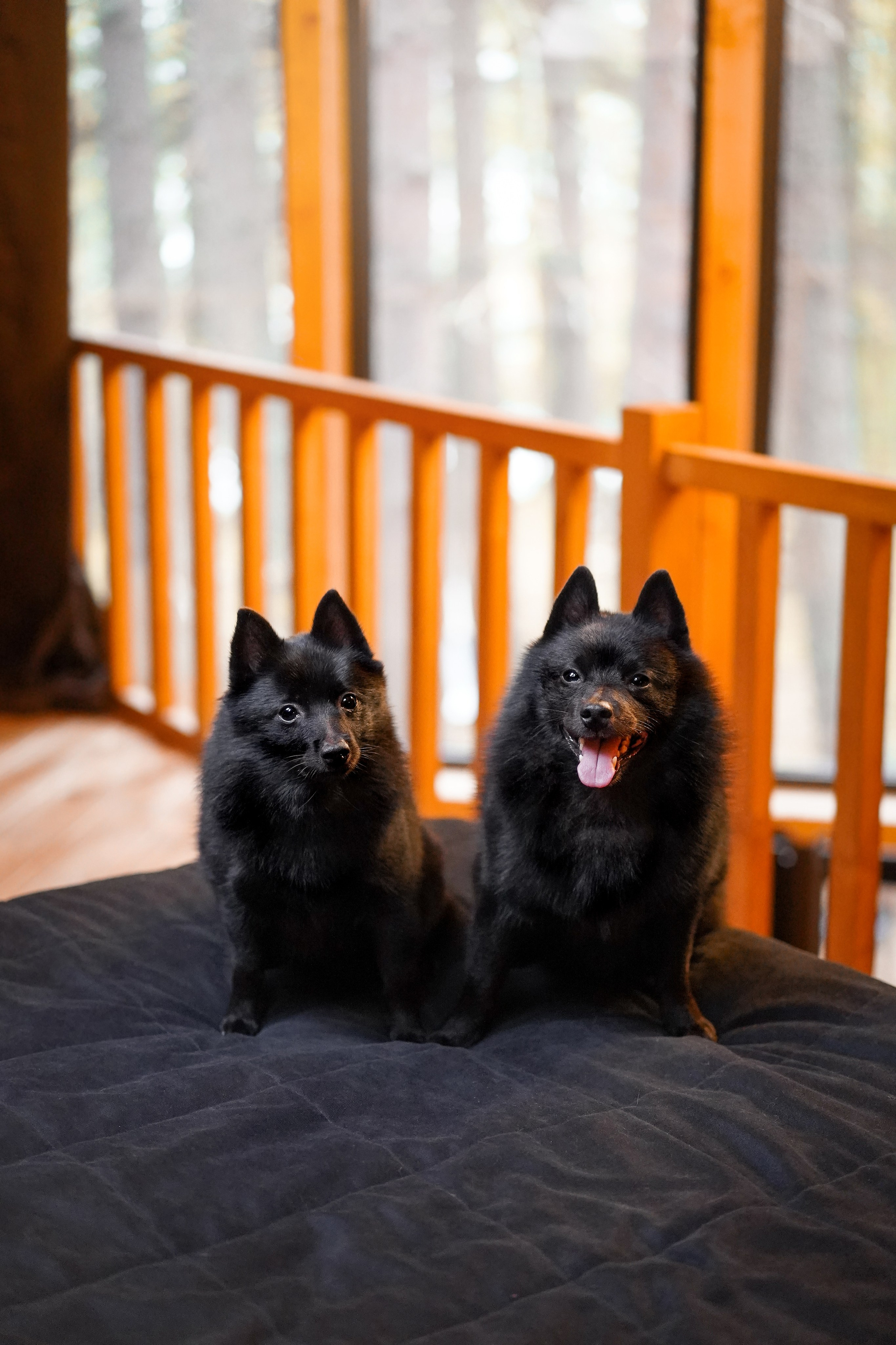 Аня Мишель Арчи и Майкл. Фотограф-анималист в Санкт-Петербурге Яна Мартынова