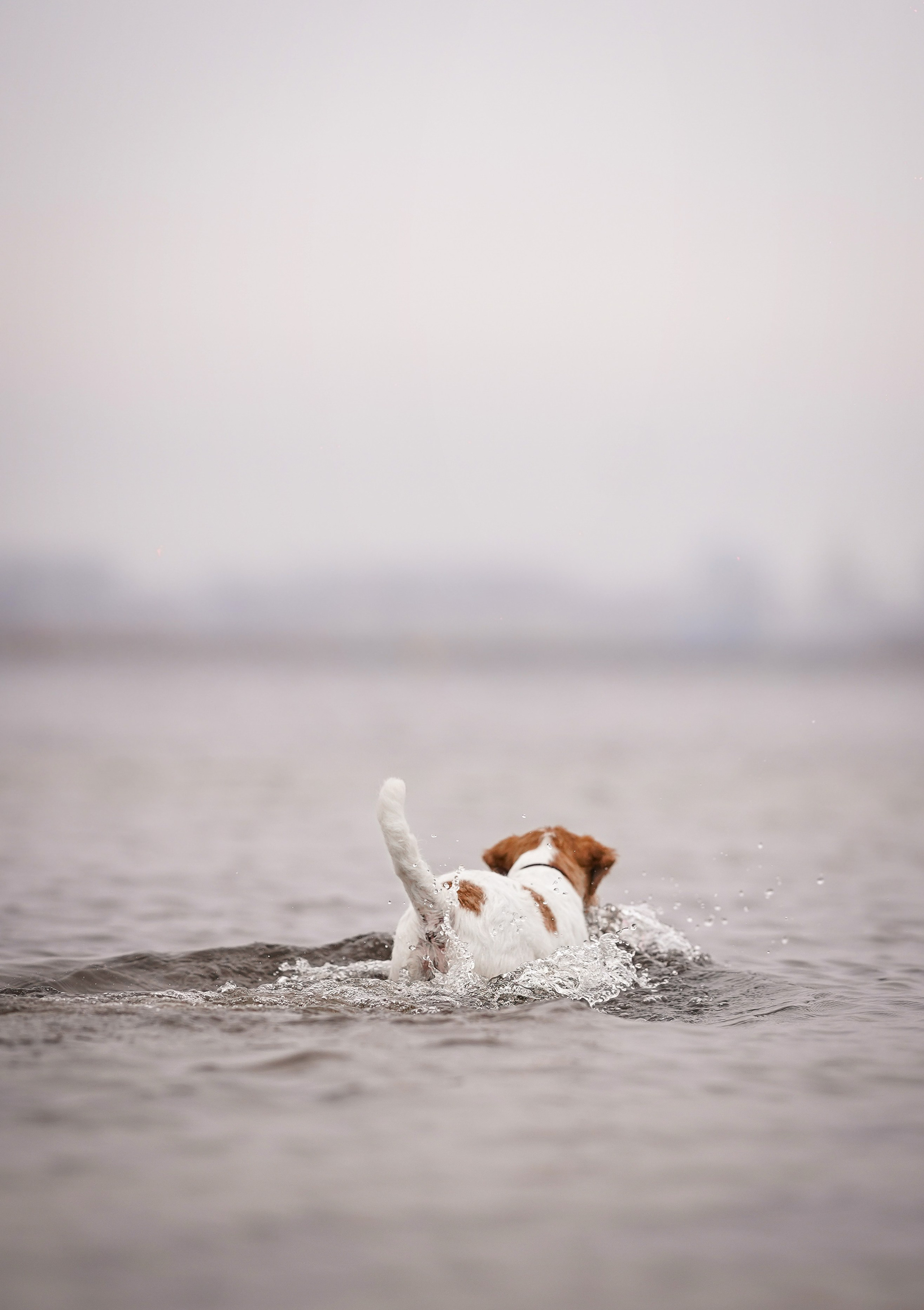 Люба и Тося. Фотограф-анималист в Санкт-Петербурге Яна Мартынова