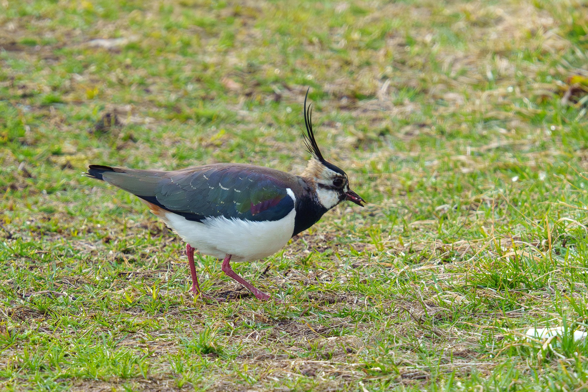 Удивительные мир птиц. Вокруг нас столько прекрасного — присмотритесь!. Ваш личный фотограф Марина Волкова