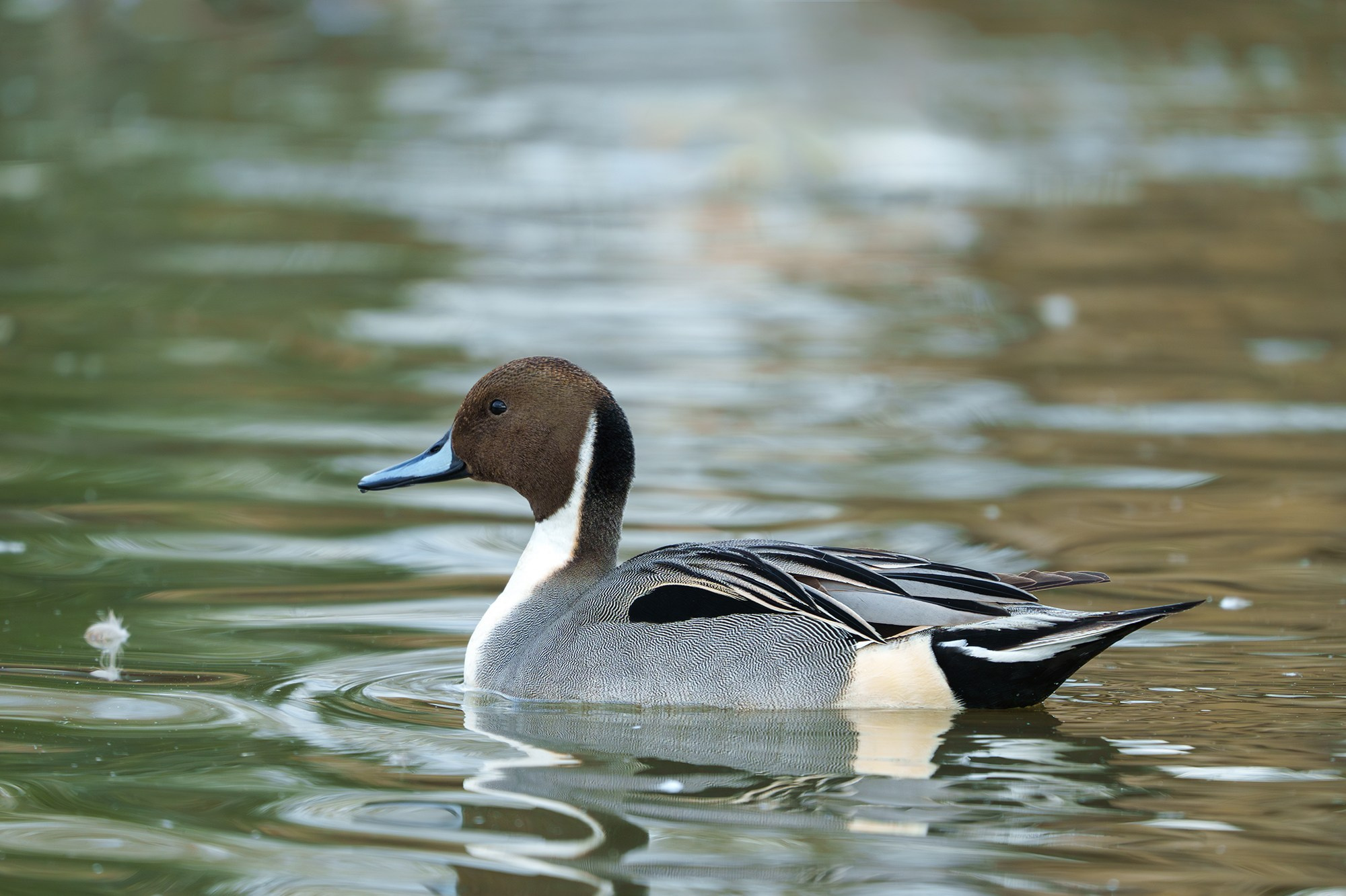 Удивительные мир птиц. Вокруг нас столько прекрасного — присмотритесь!. Ваш личный фотограф Марина Волкова