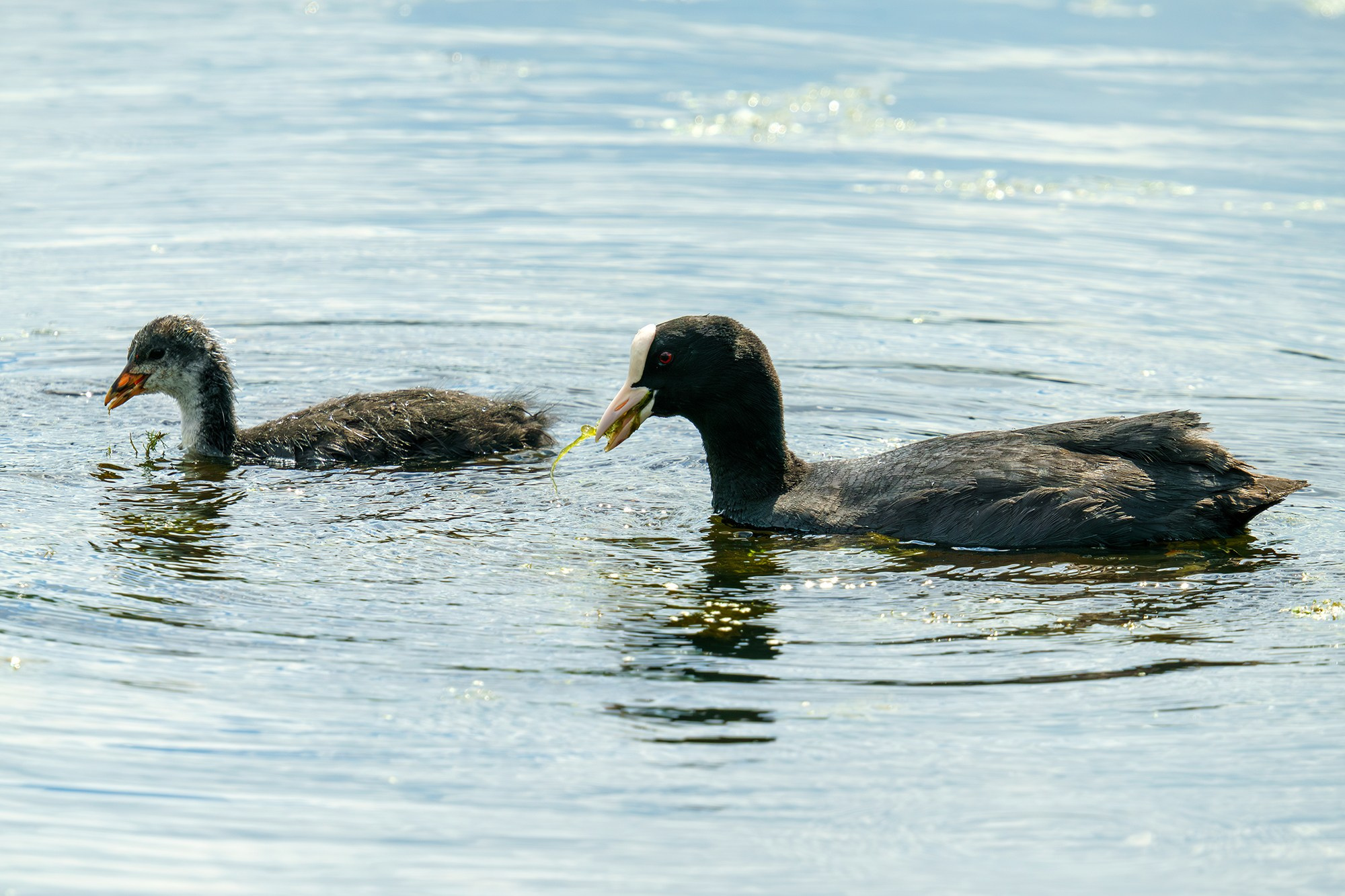Удивительные мир птиц. Вокруг нас столько прекрасного — присмотритесь!. Ваш личный фотограф Марина Волкова