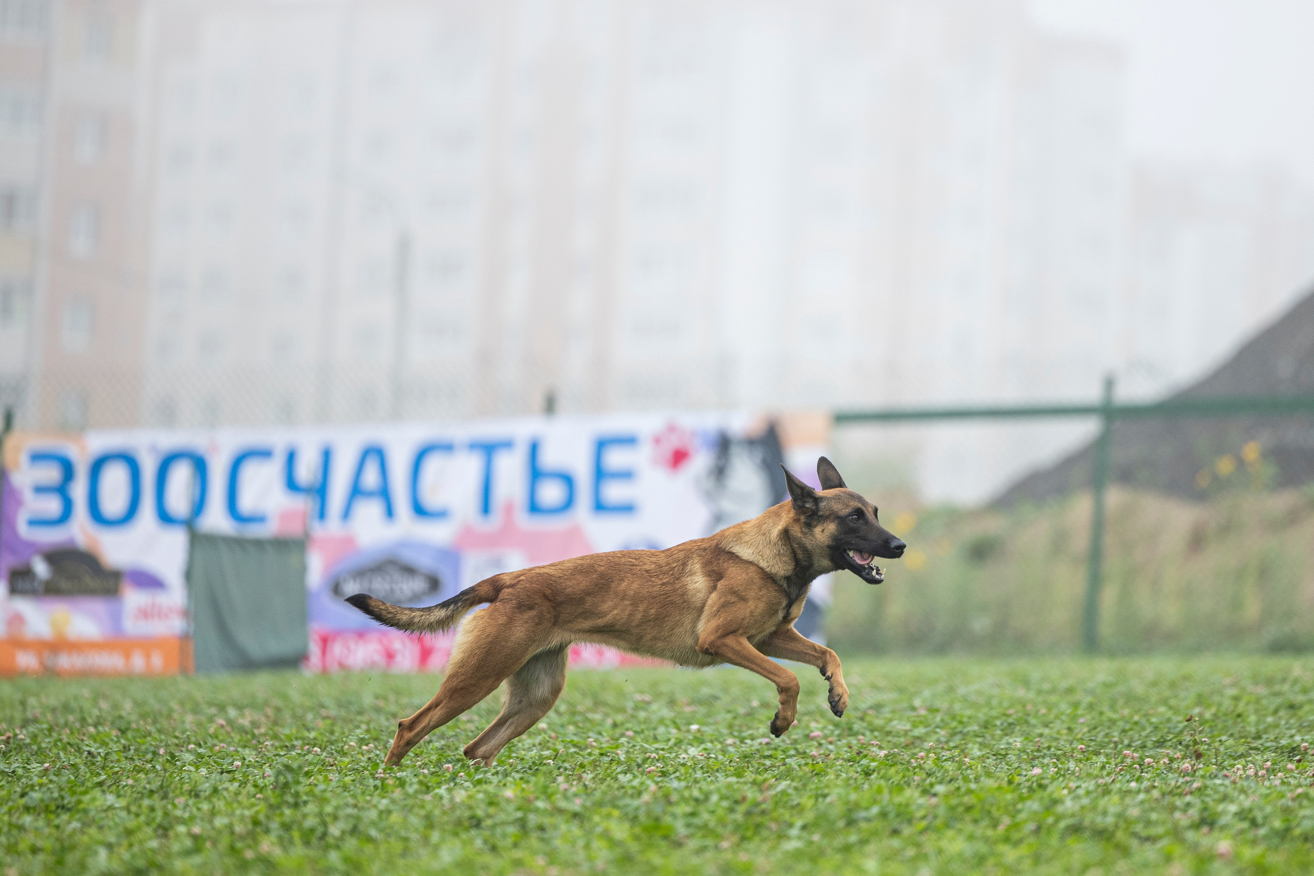 Соревнования по Мондьорингу г. Вологда 10-11.08.2024. Фотограф-анималист Анна Маринич
