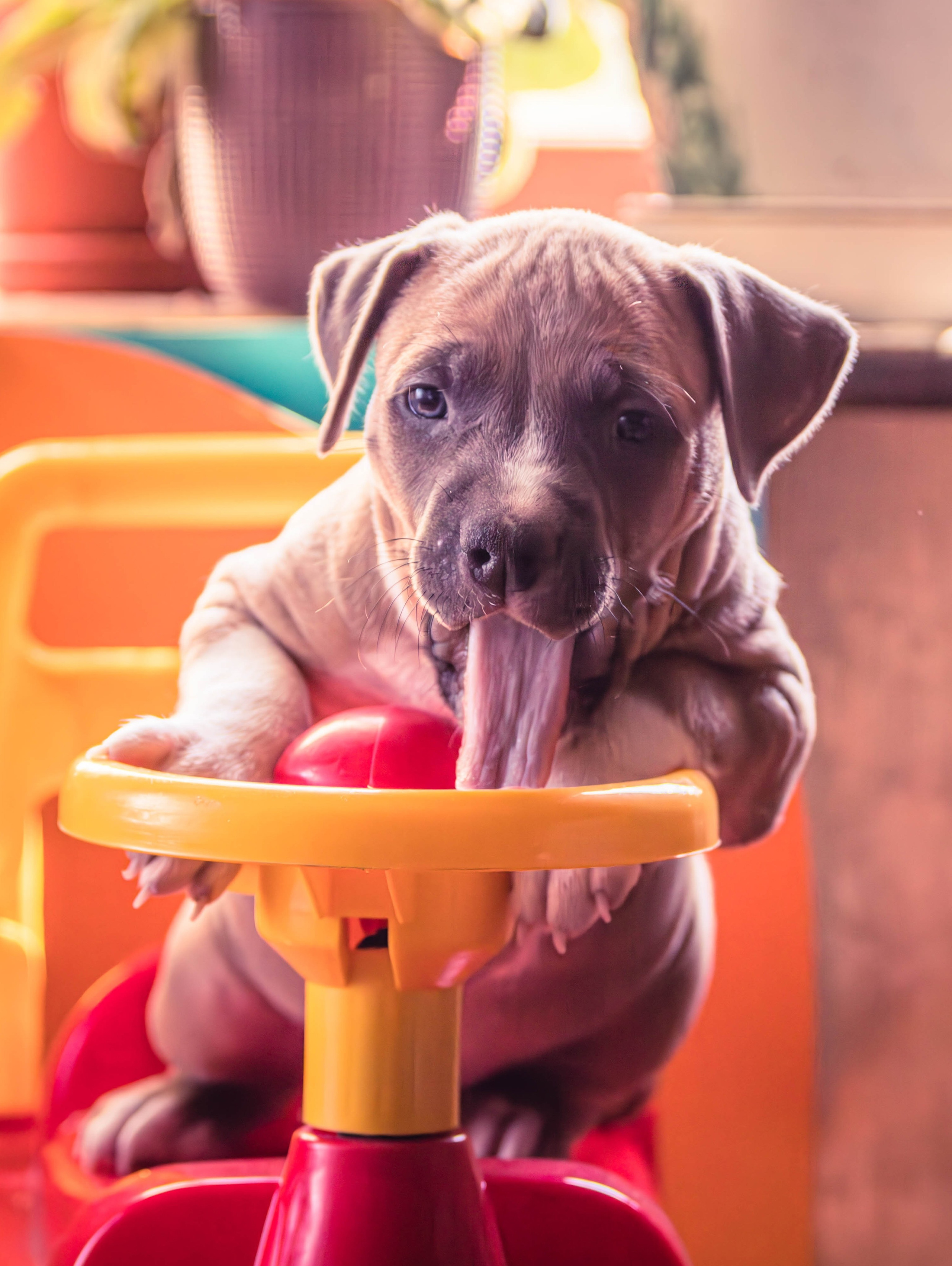 Фотосессия щенков от 7-и дней в стиле ньюборн. Фотограф анималист — Тула, Москва