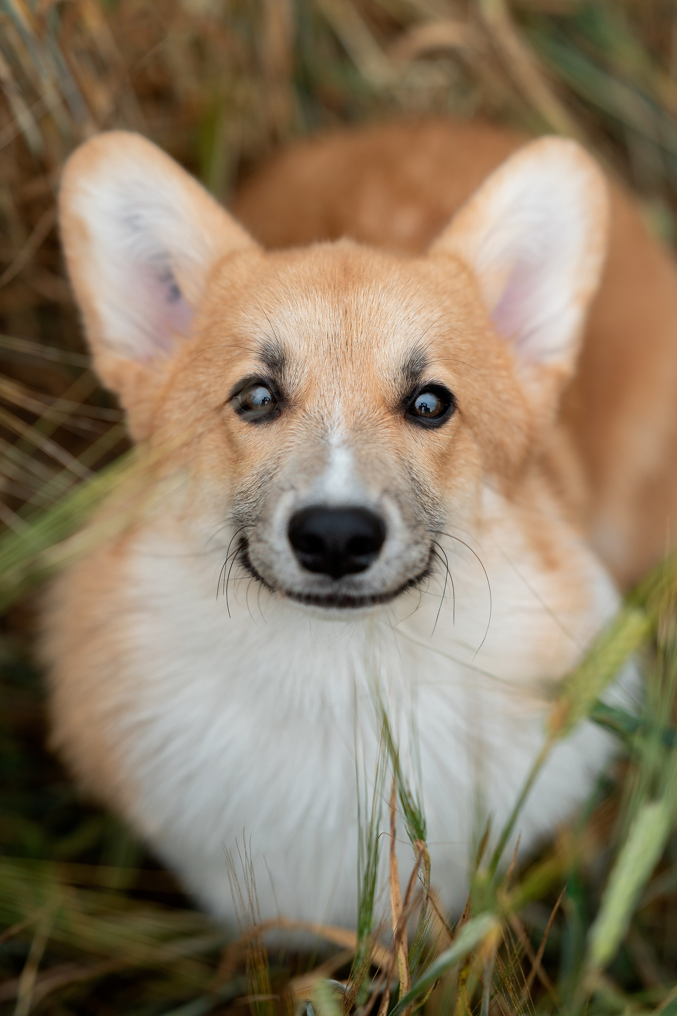 Заводчик Ольга Кушкина. Творческий фотограф Вологда