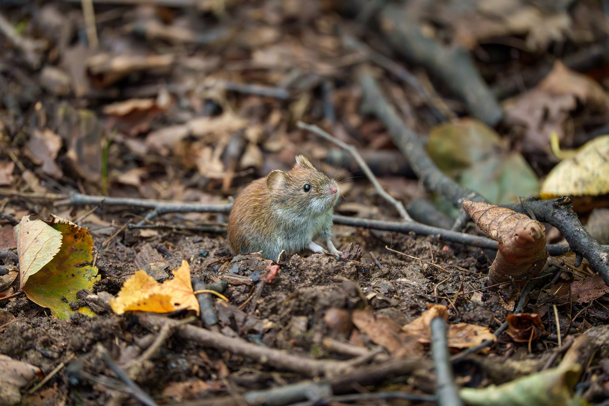 Животные. Ваш личный фотограф Марина Волкова