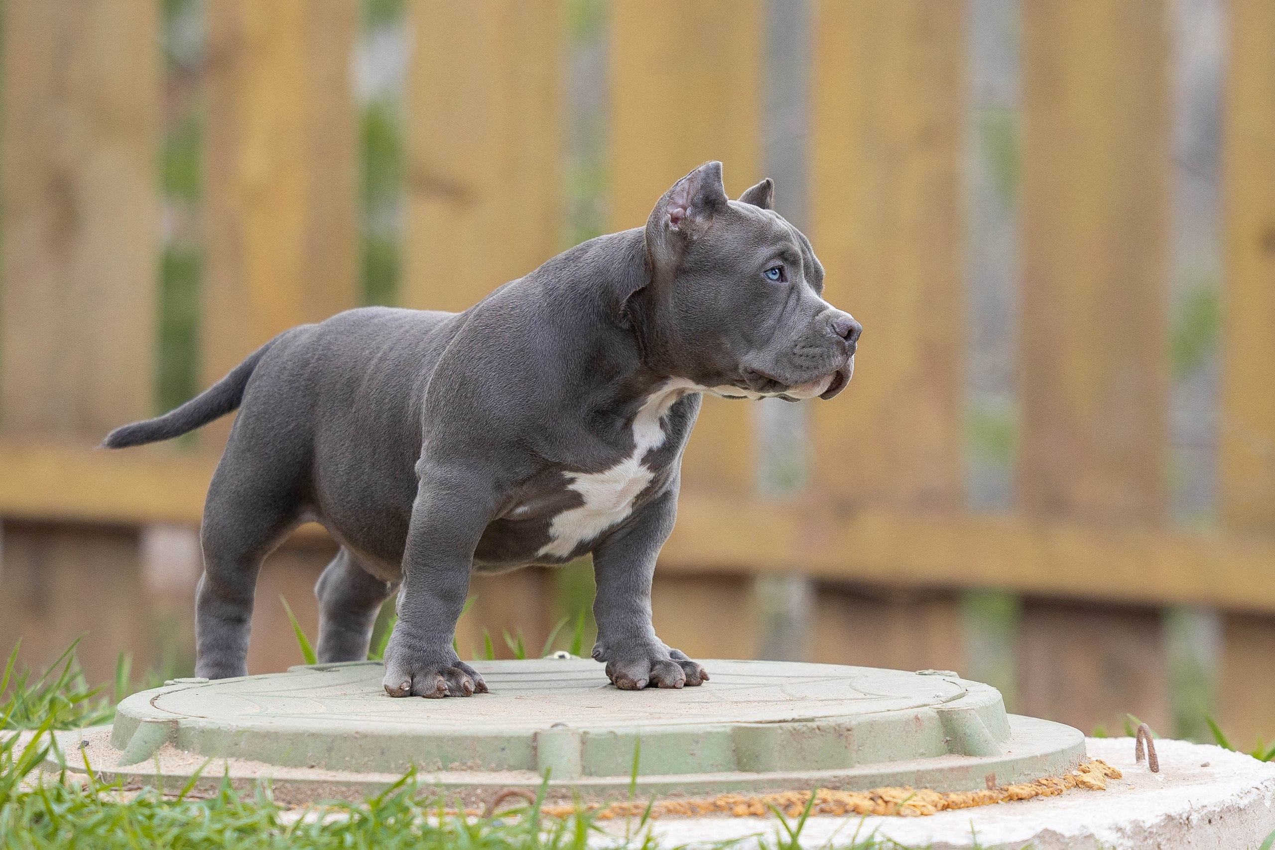 Щенки булли. Фотограф Анималист в Перми Анастасия Остерман