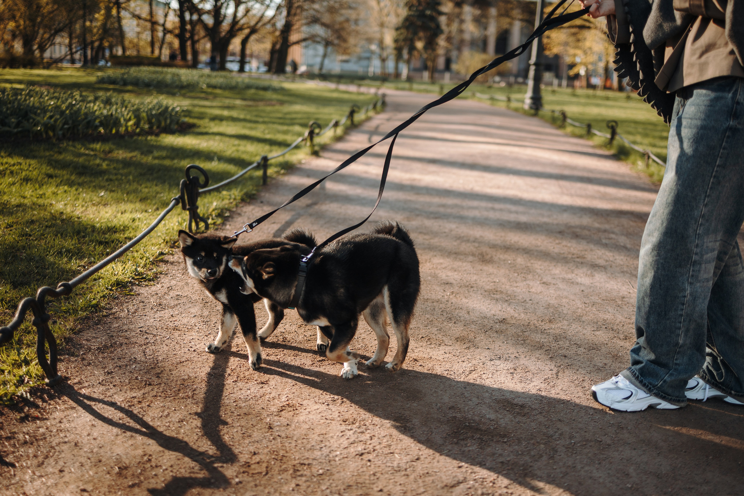 Даша и ее девочки. Фотограф — Анималист | Санкт-Петербург