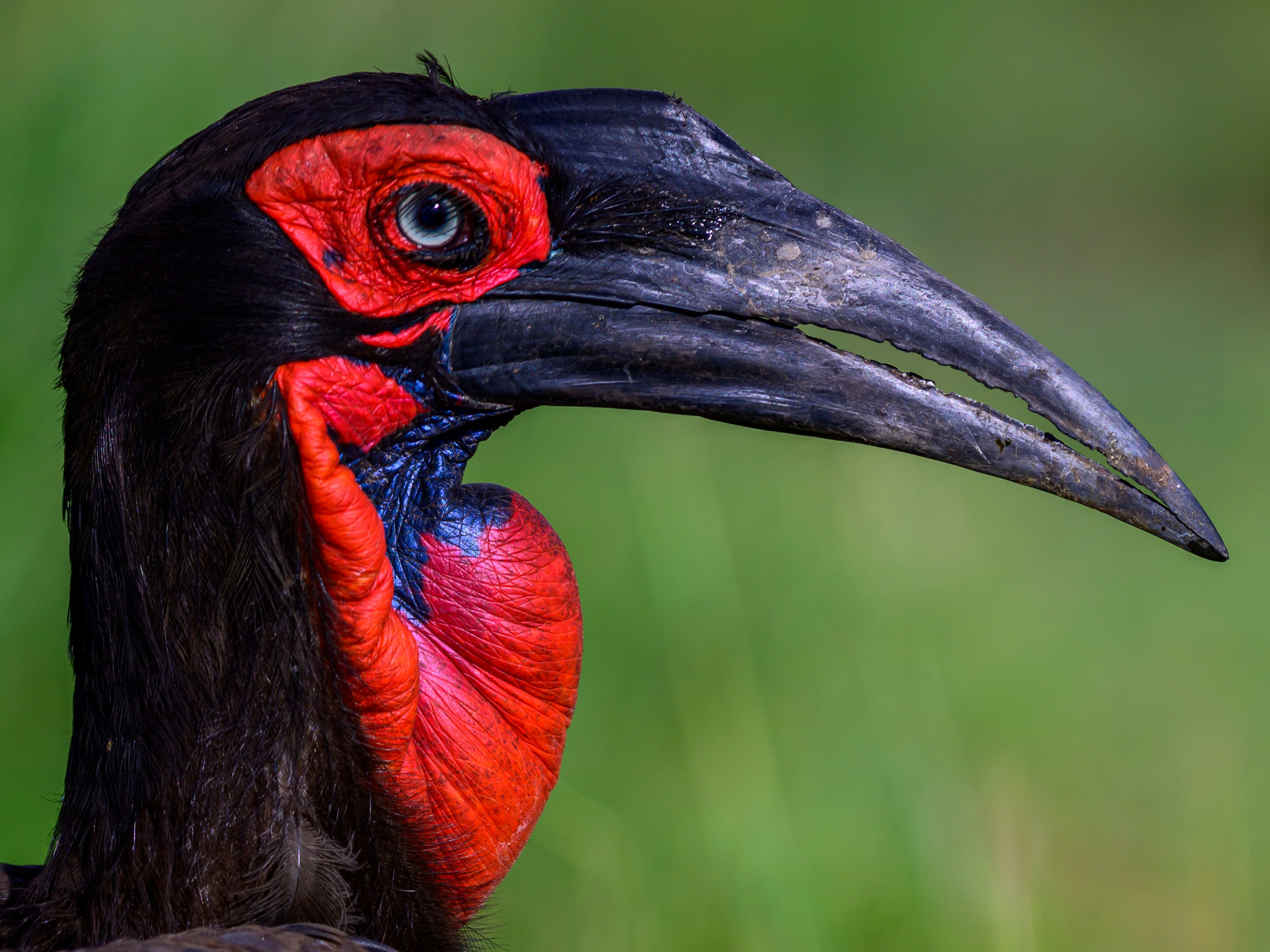 Кения. Wildlife photography by Sergey Puponin