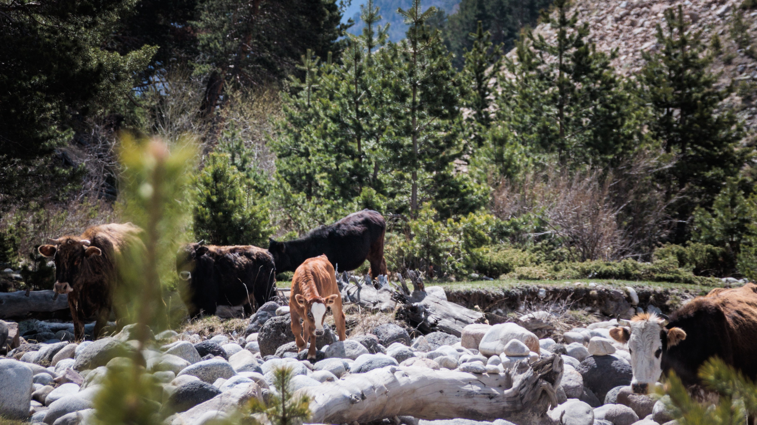 Трекинг / Ирик. Фотограф на трекинг и восхождение Эльбрус, Приэльбрусье. Елизавета Бобок