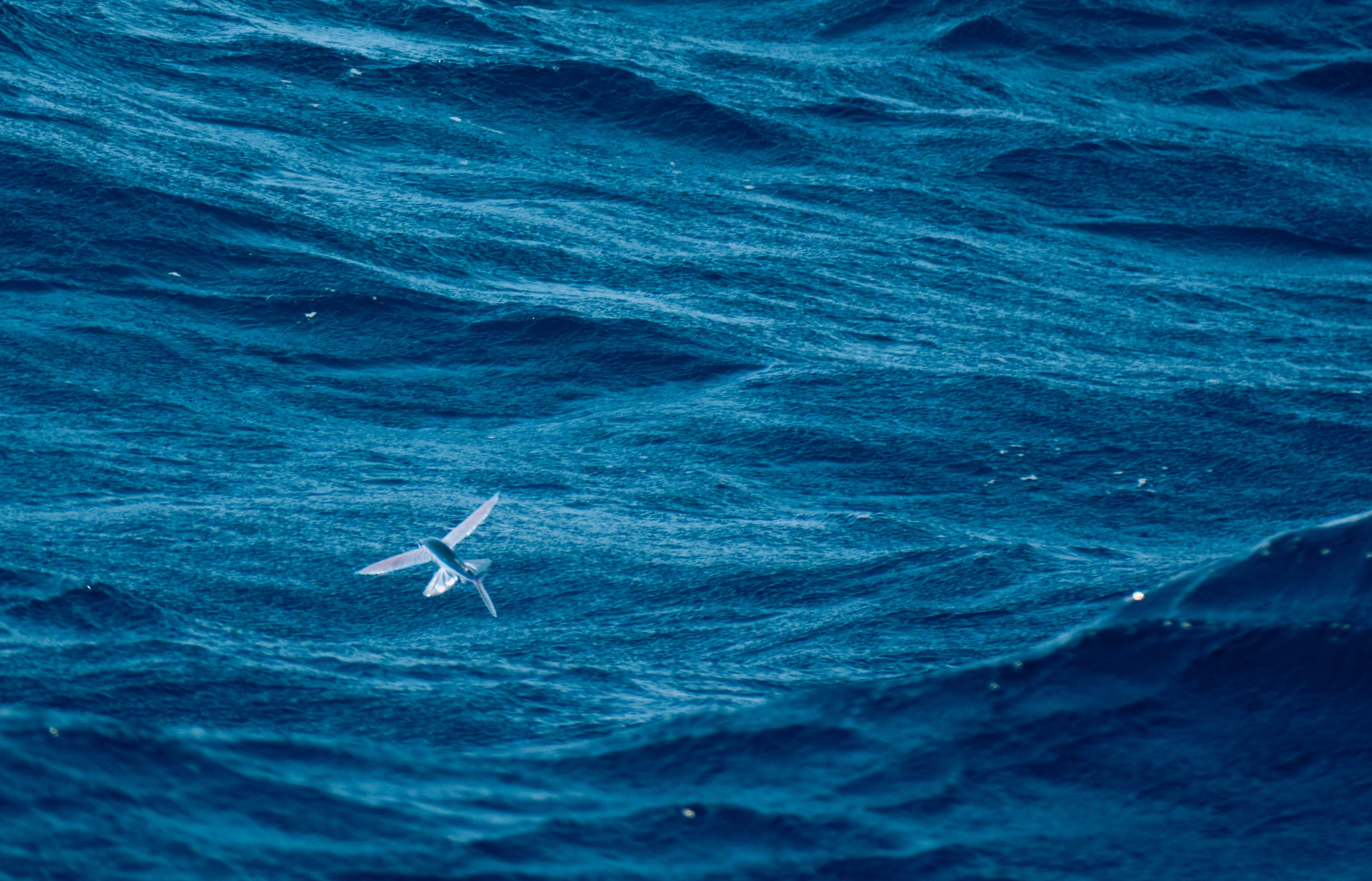 Morocco-Gambia. See the moment and catche. commercial and reportage