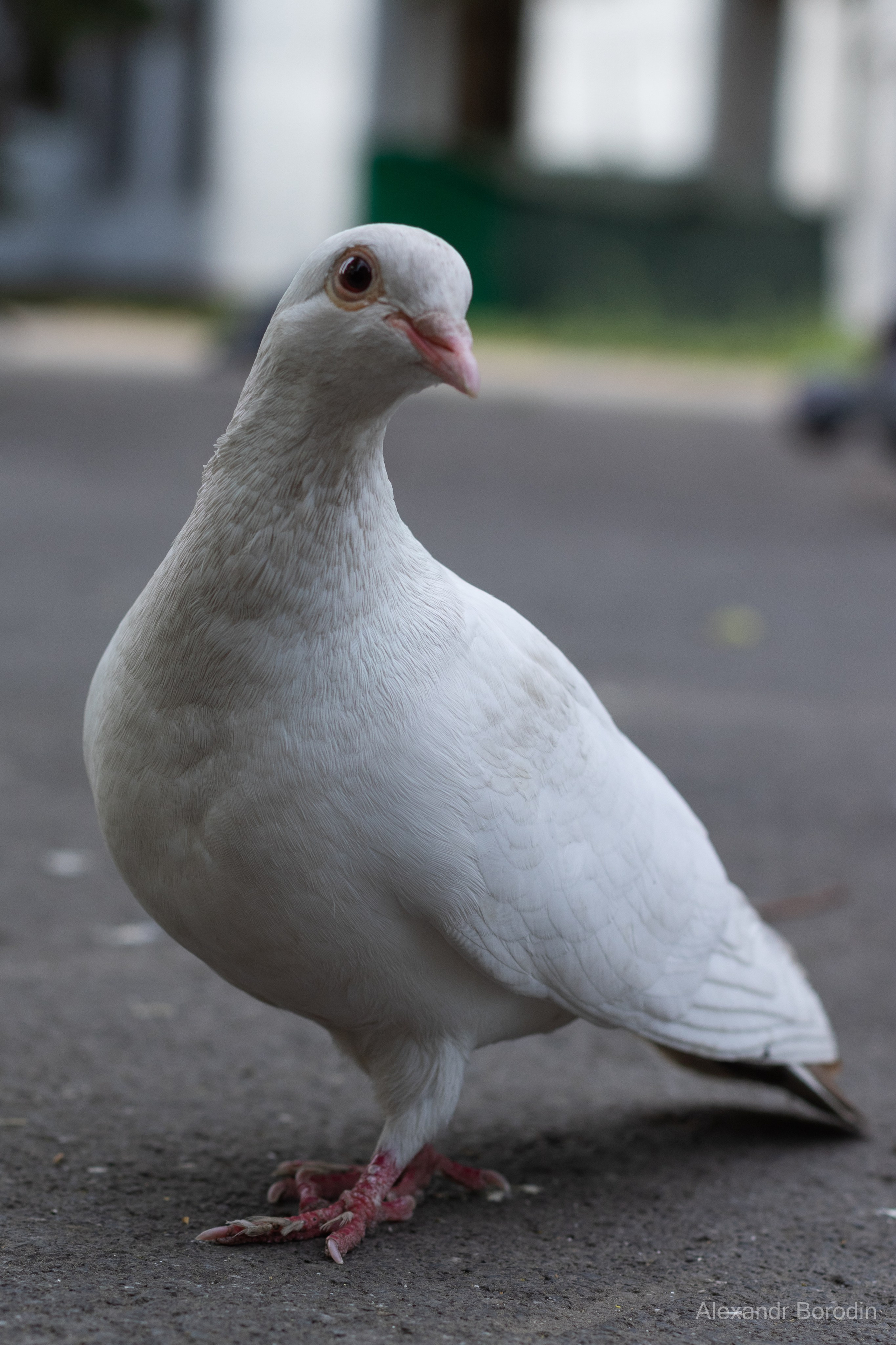 Анимализм. Профессиональный фотограф Александр Бородин