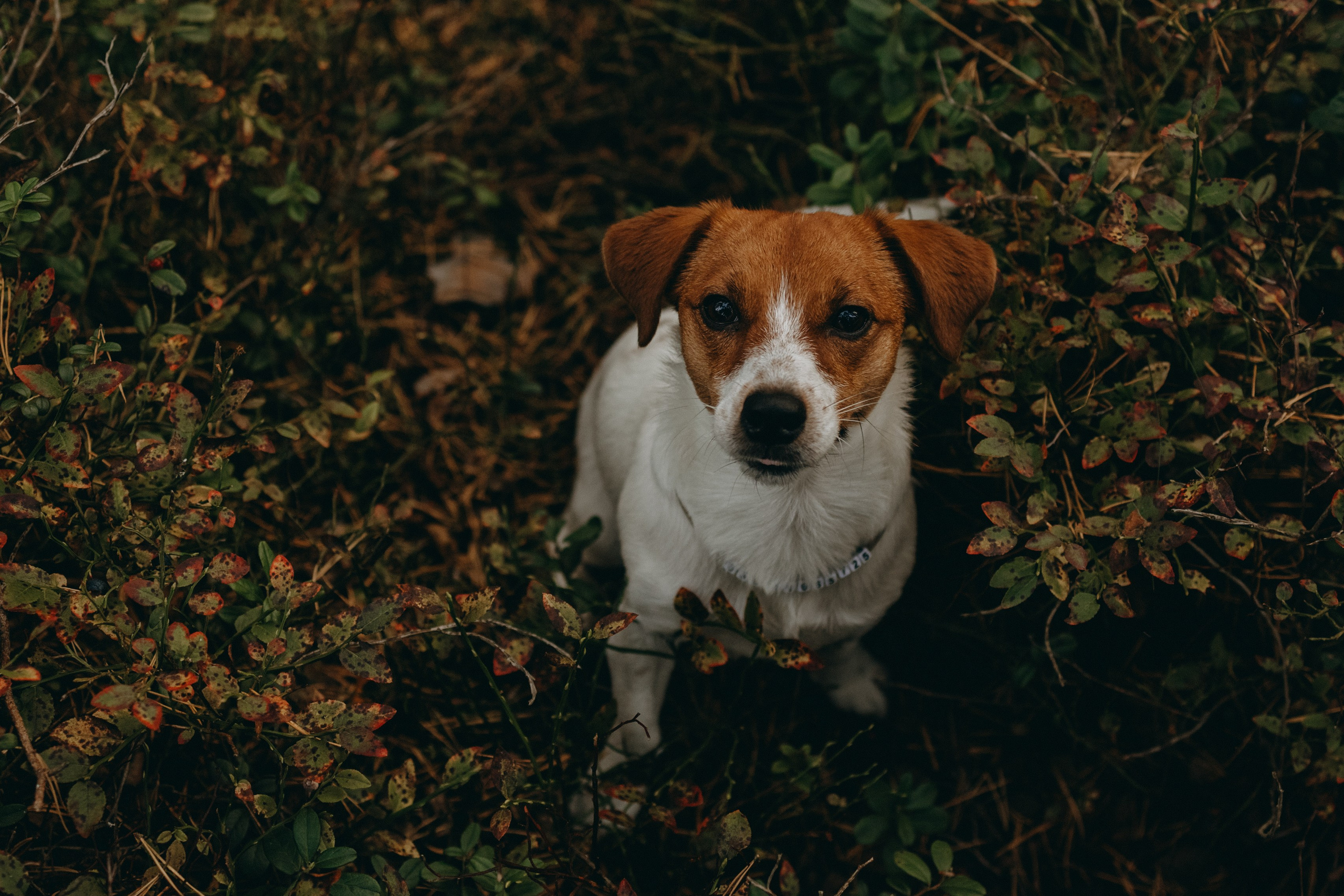 Лея и ее семья. Фотограф — Анималист | Санкт-Петербург