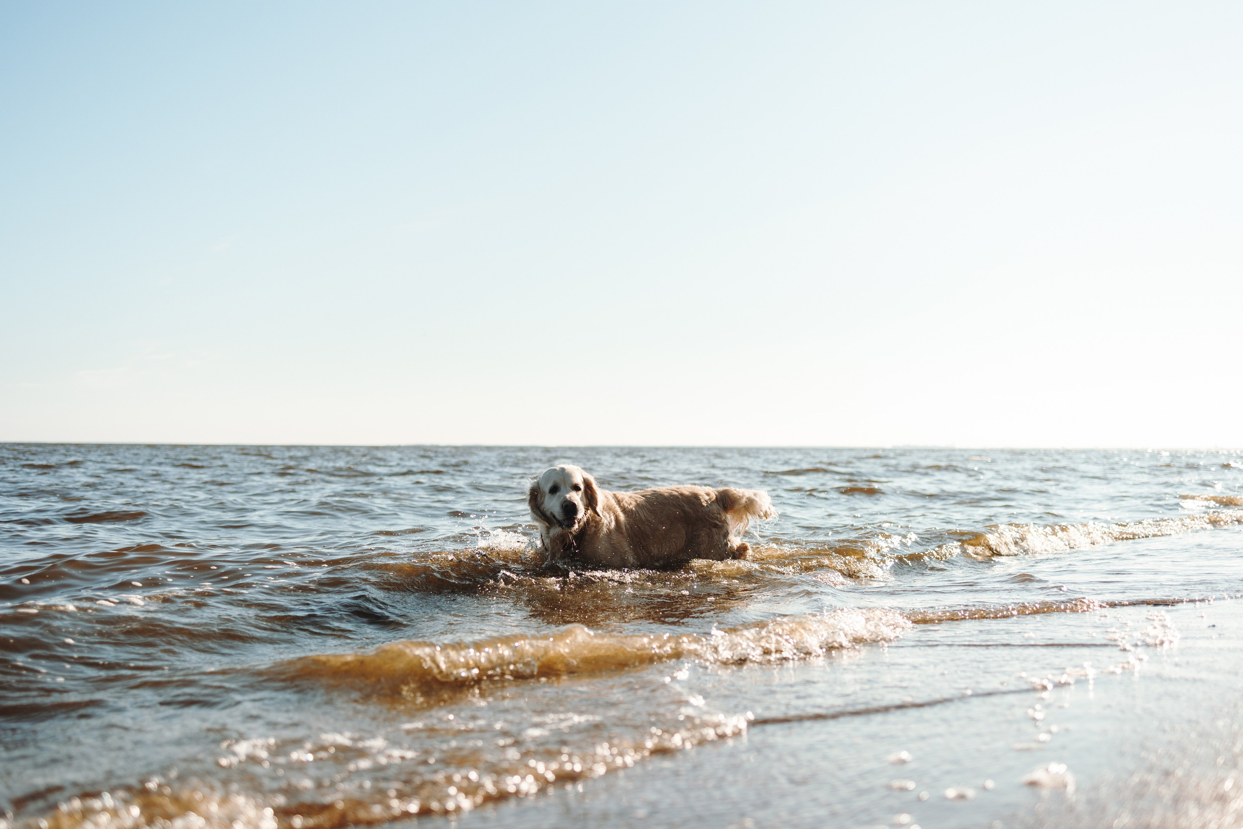 Катя и ее девочки. Фотограф — Анималист | Санкт-Петербург