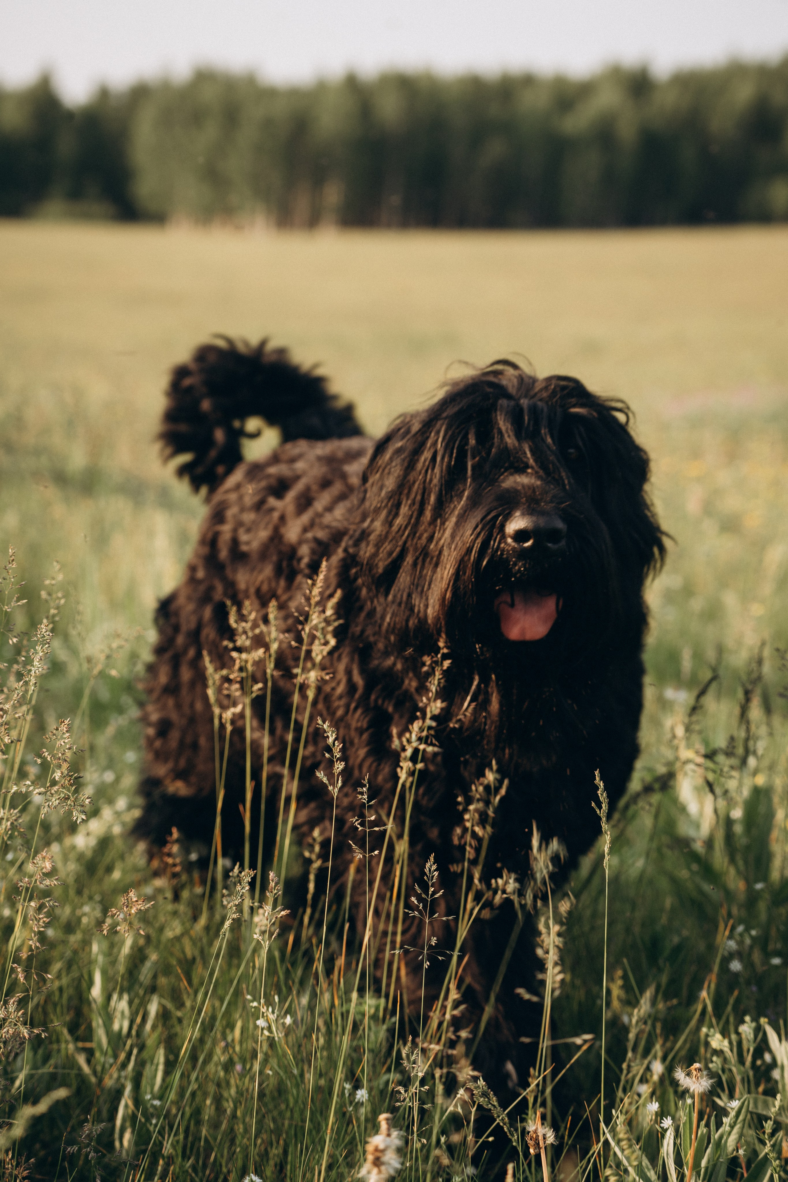 Лариса, Кира и Грэйс. Фотограф-анималист Анастасия Большакова