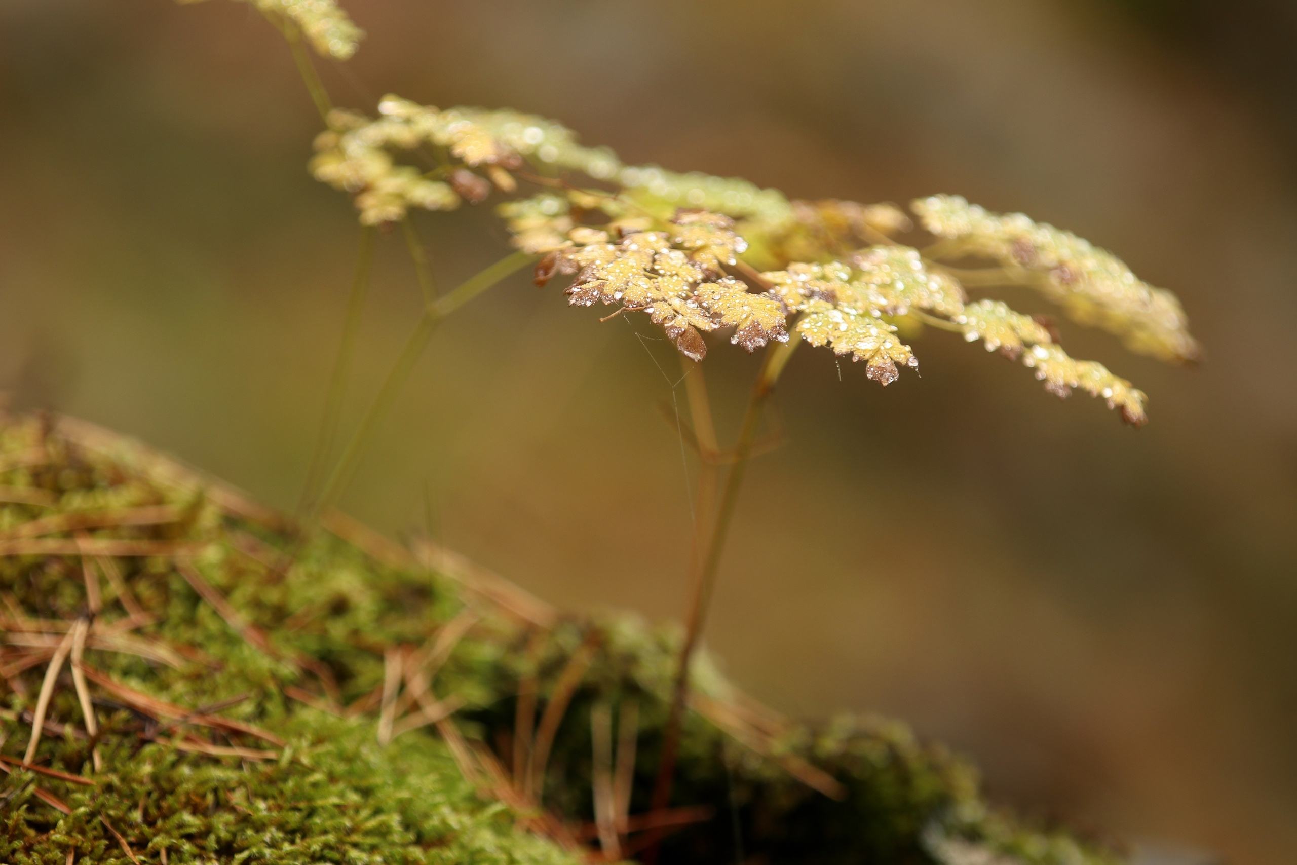 Приэльбрусье. Сентябрь 2024. Путешественник-фотограф из Санкт-Петербурга Татьяна Свистулина