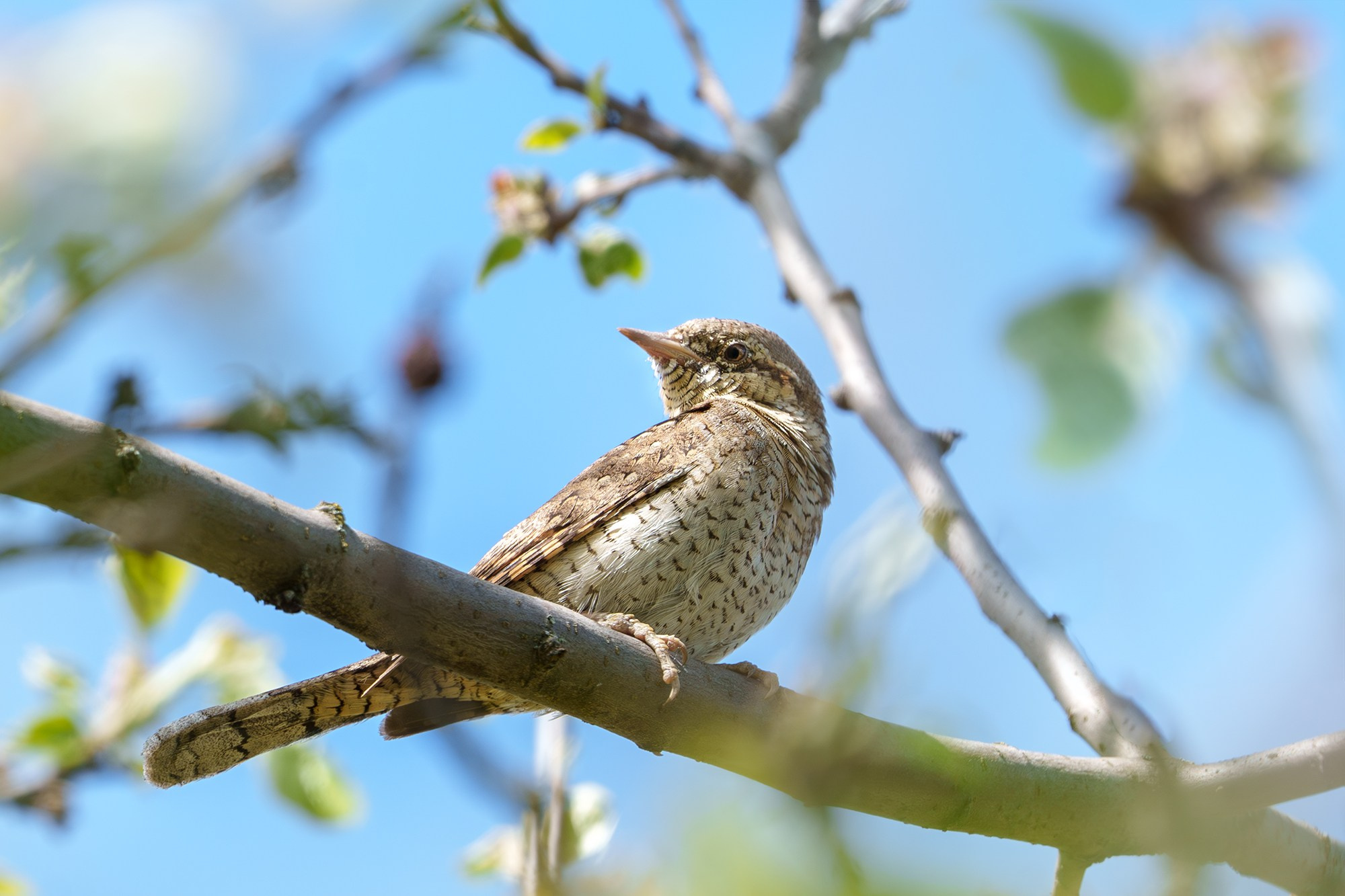 Удивительные мир птиц. Вокруг нас столько прекрасного — присмотритесь!. Ваш личный фотограф Марина Волкова