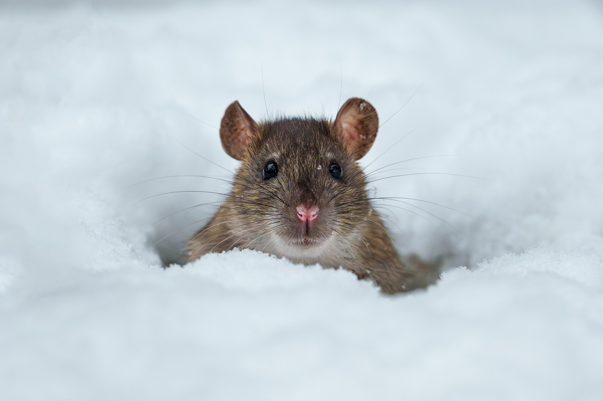 Животные. Ваш личный фотограф Марина Волкова