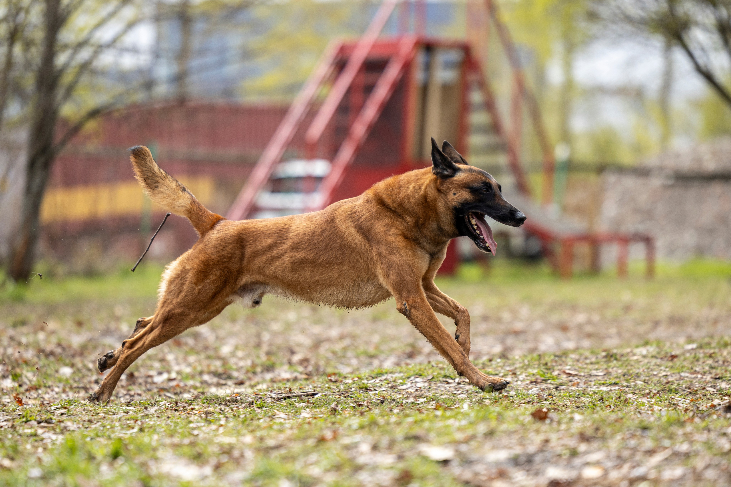 Квалификационные состязания по мондьорингу г. Вологда 11.05.24. Фотограф-анималист Анна Маринич