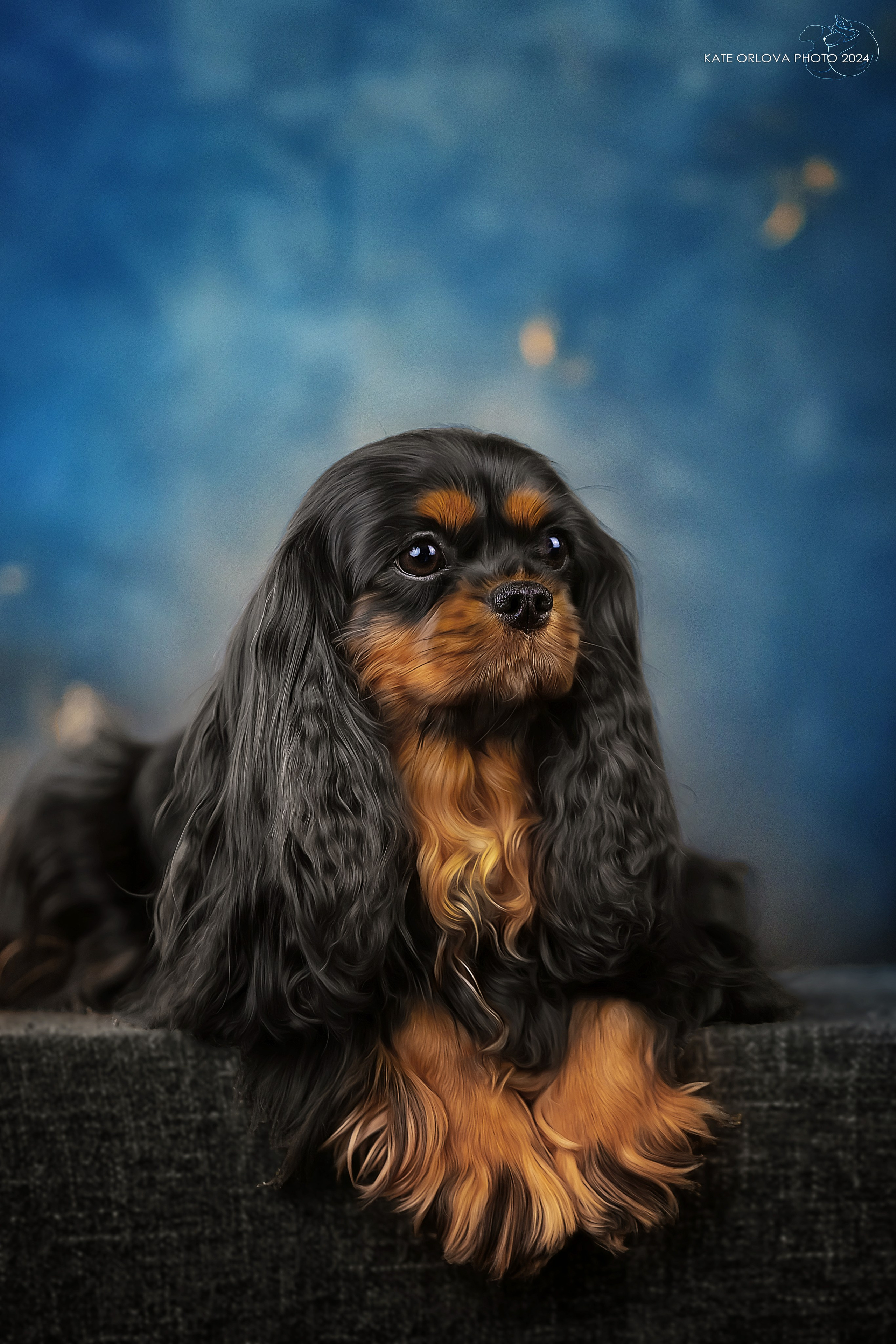 Суки. Питомник кавалер кинг чарльз спаниелей