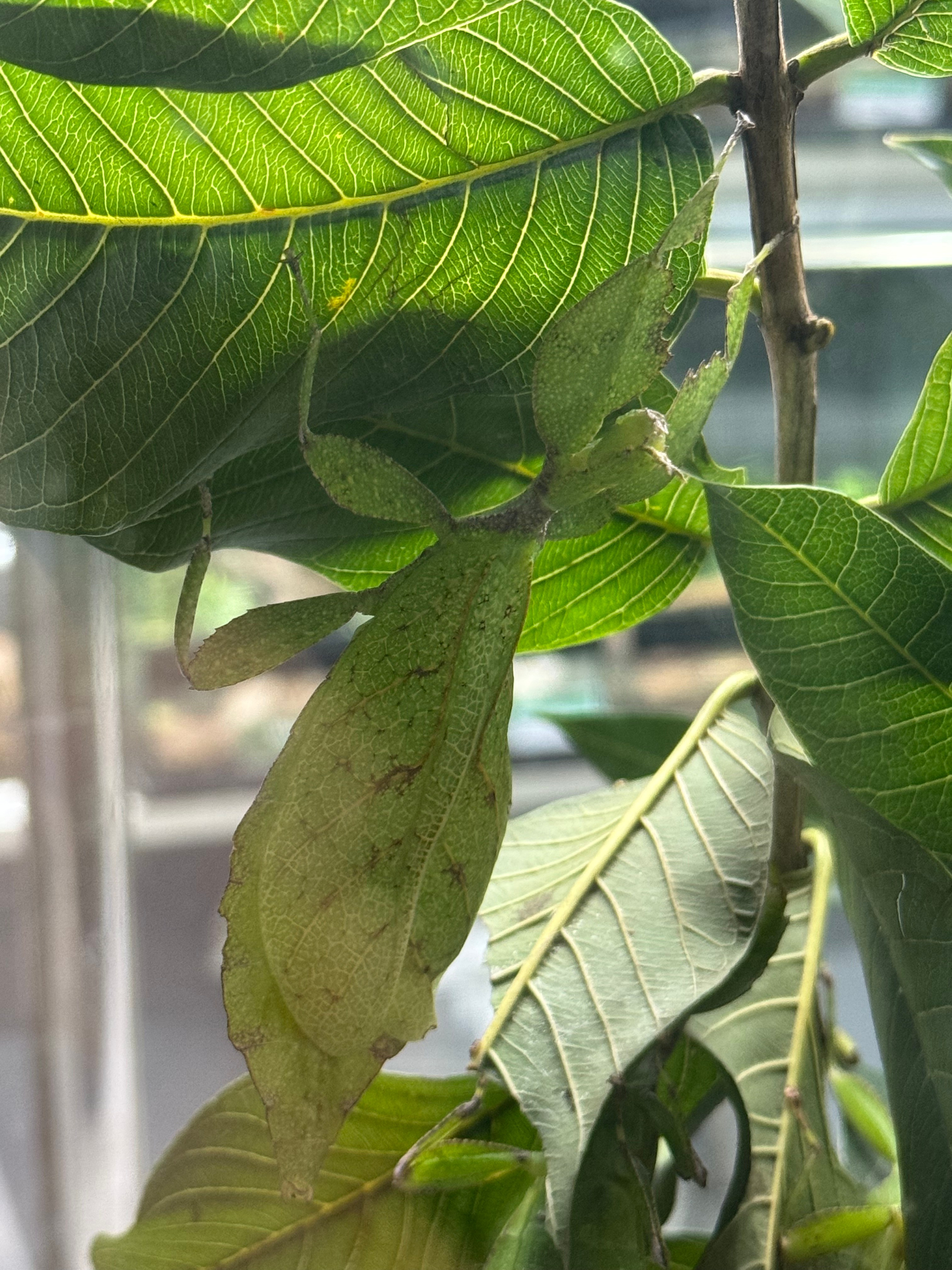 Сингапур 2025. А вот и да!