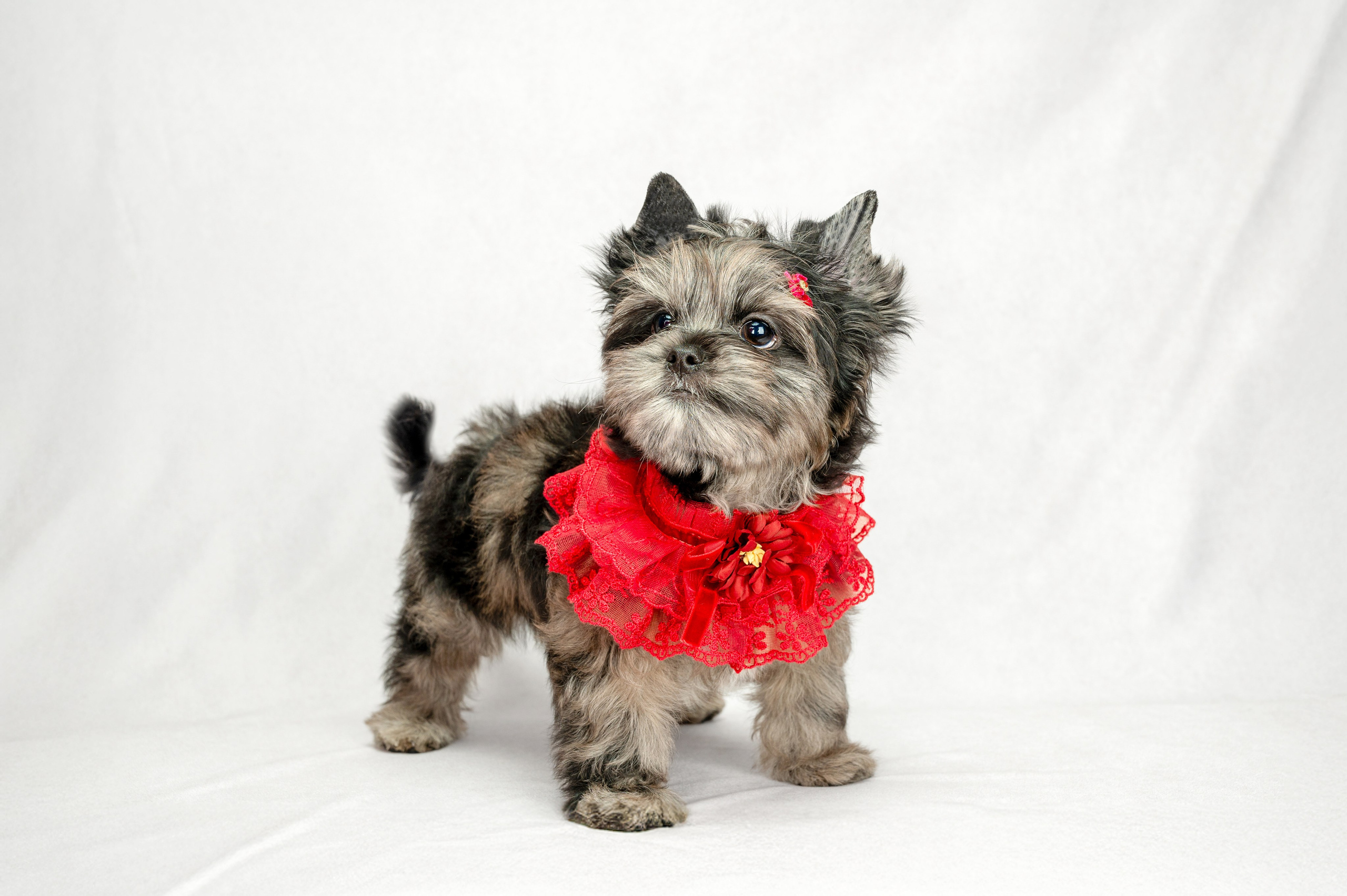 Собаки. Фотограф-анималист в СПб