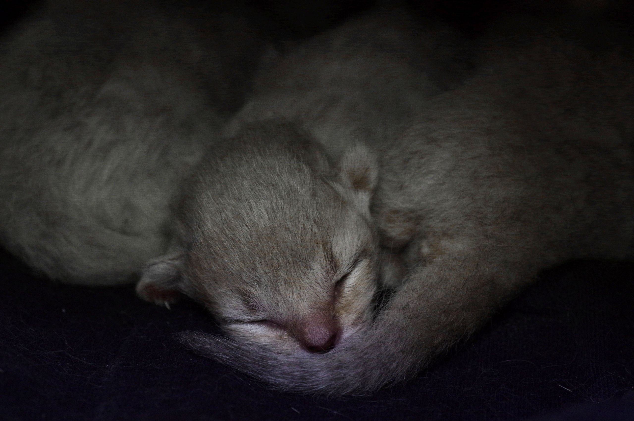 Котятам 2 дня. Вадим Шейдин