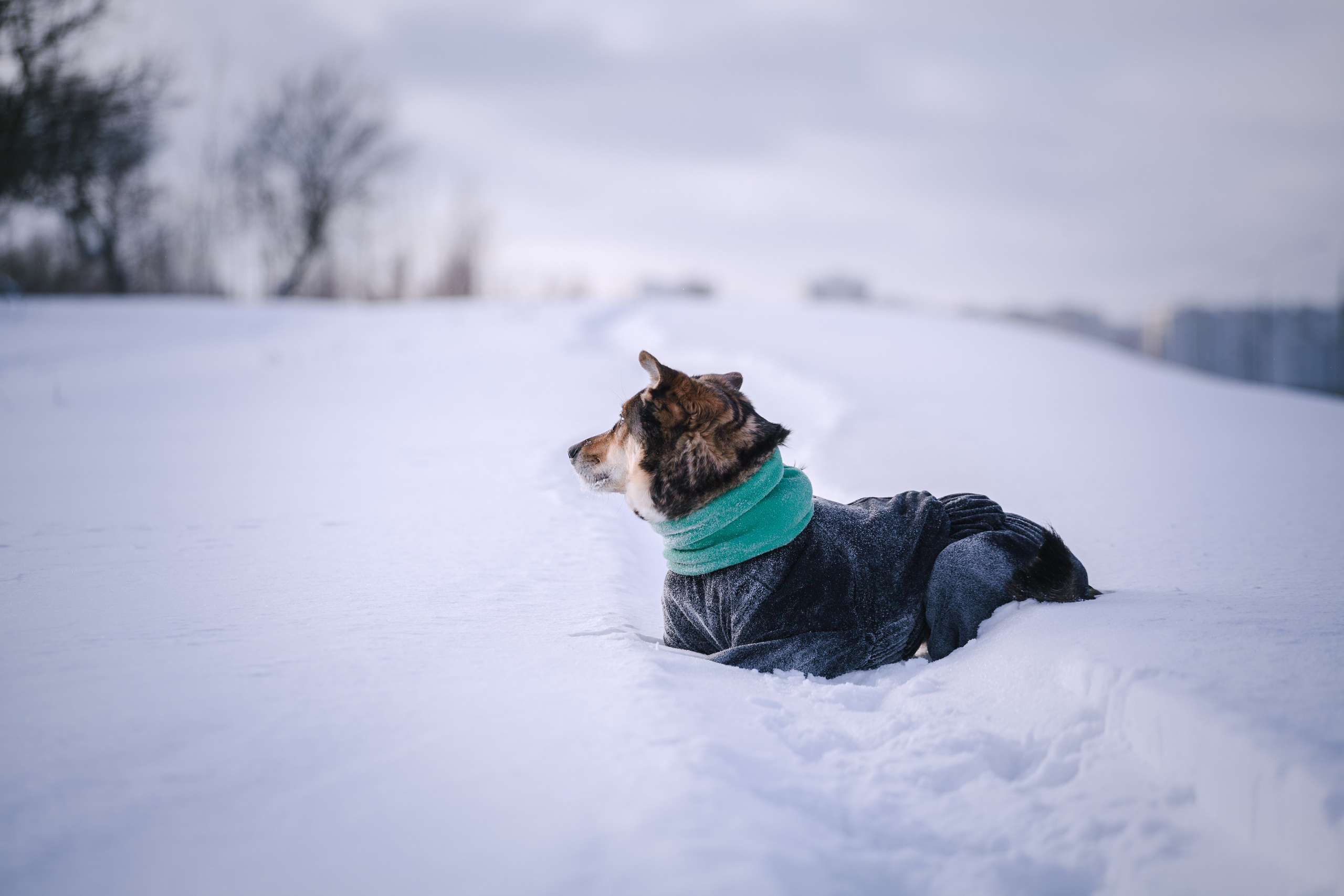Зимняя экспресс съемка Дюка. Фотограф-анималист Татьяна Степанова