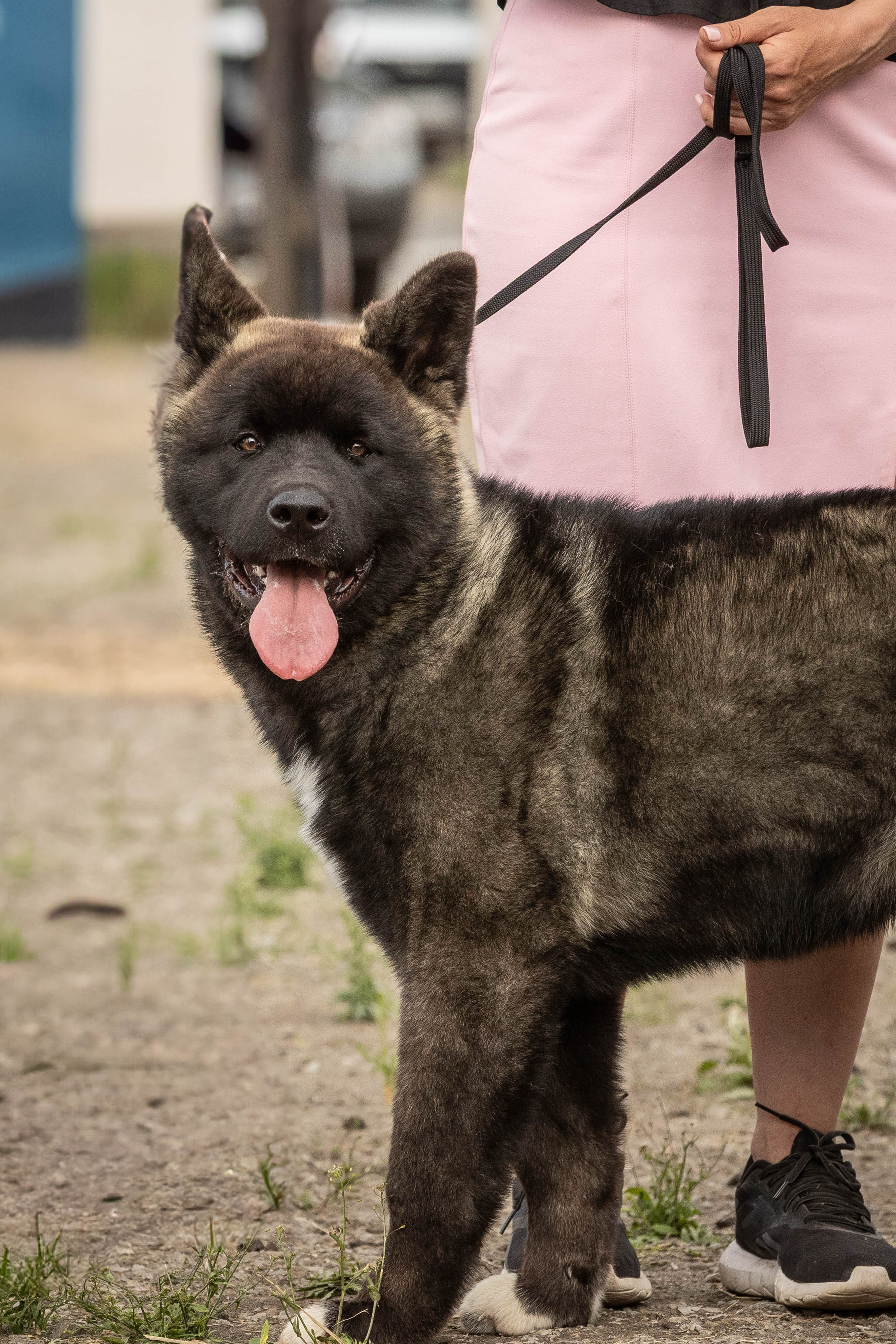 Репортаж (фото с выставок). Фотограф-АниМалист Анна Абрамова