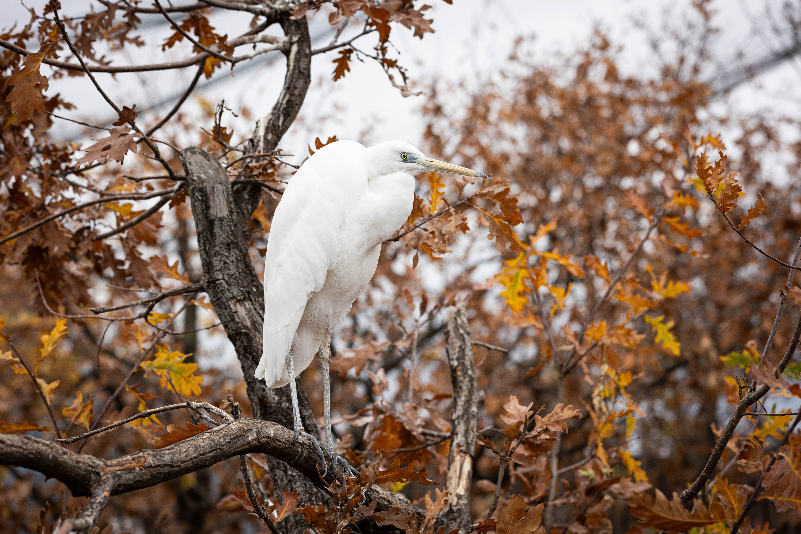 Зоопарк Малинки. Фотограф-АниМалист Анна Абрамова