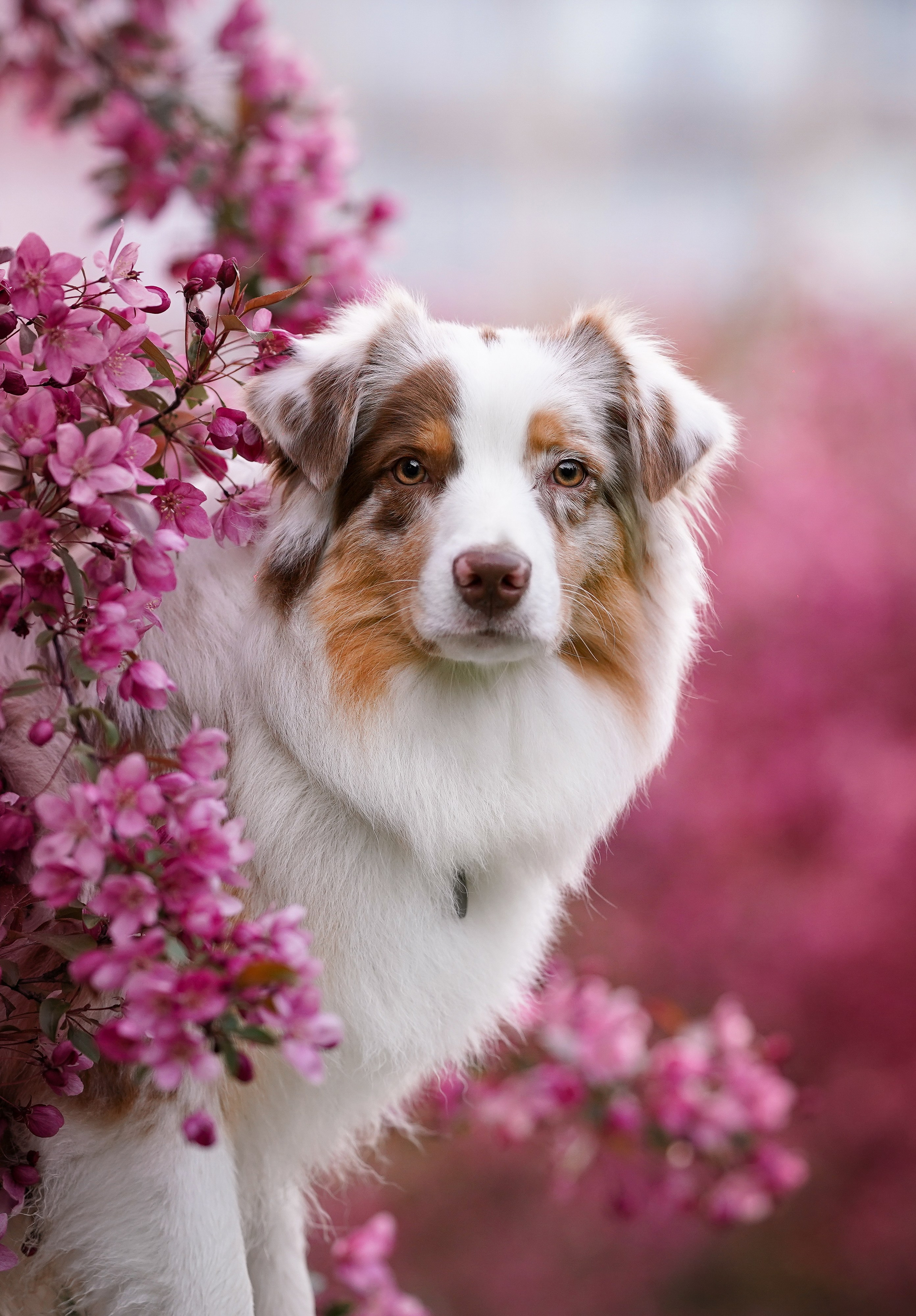 Панда в Яблоневом саду. Фотограф-анималист в Санкт-Петербурге Яна Мартынова