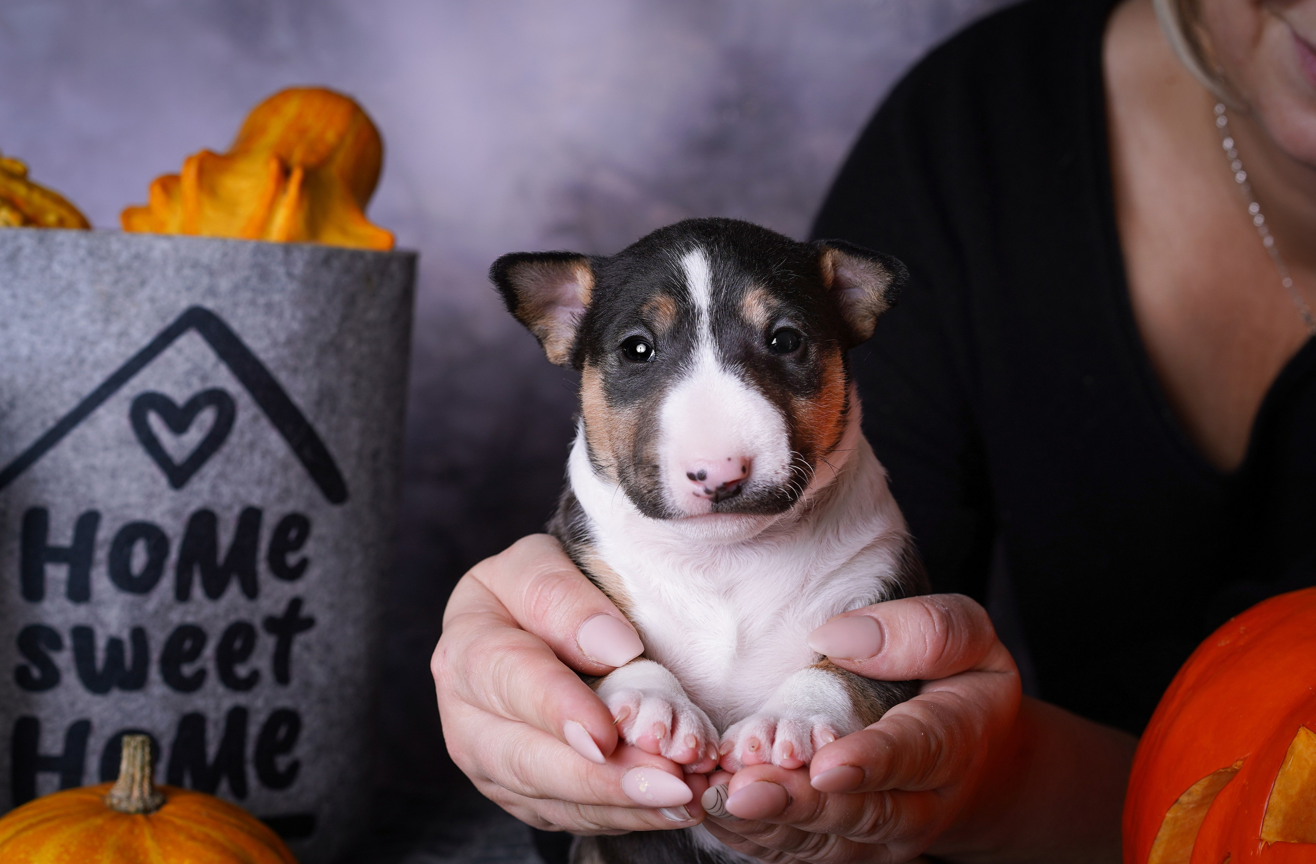 Щенки минибультерьера. Фотограф-анималист в Санкт-Петербурге Яна Мартынова