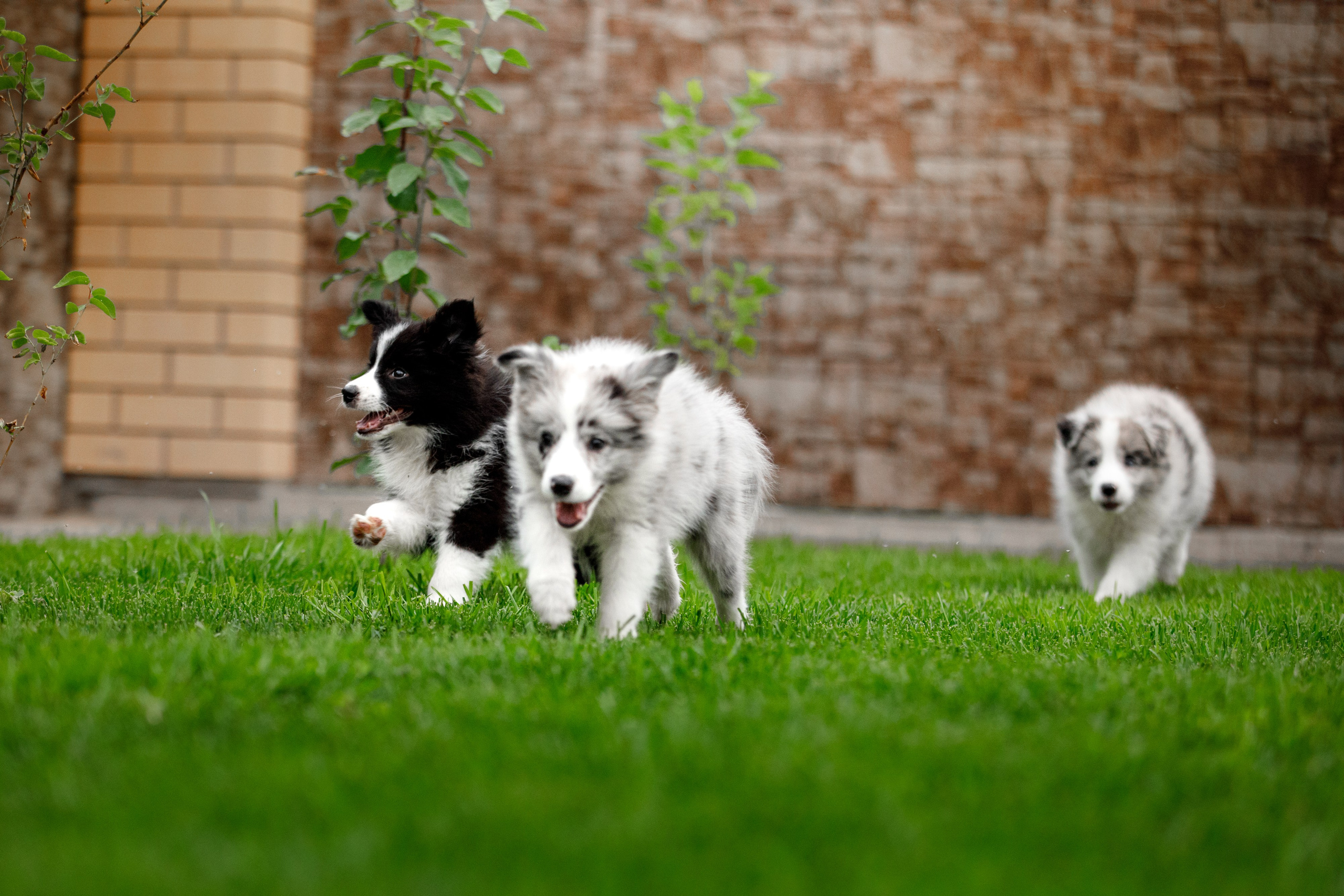 Болтовня в саду. О нас