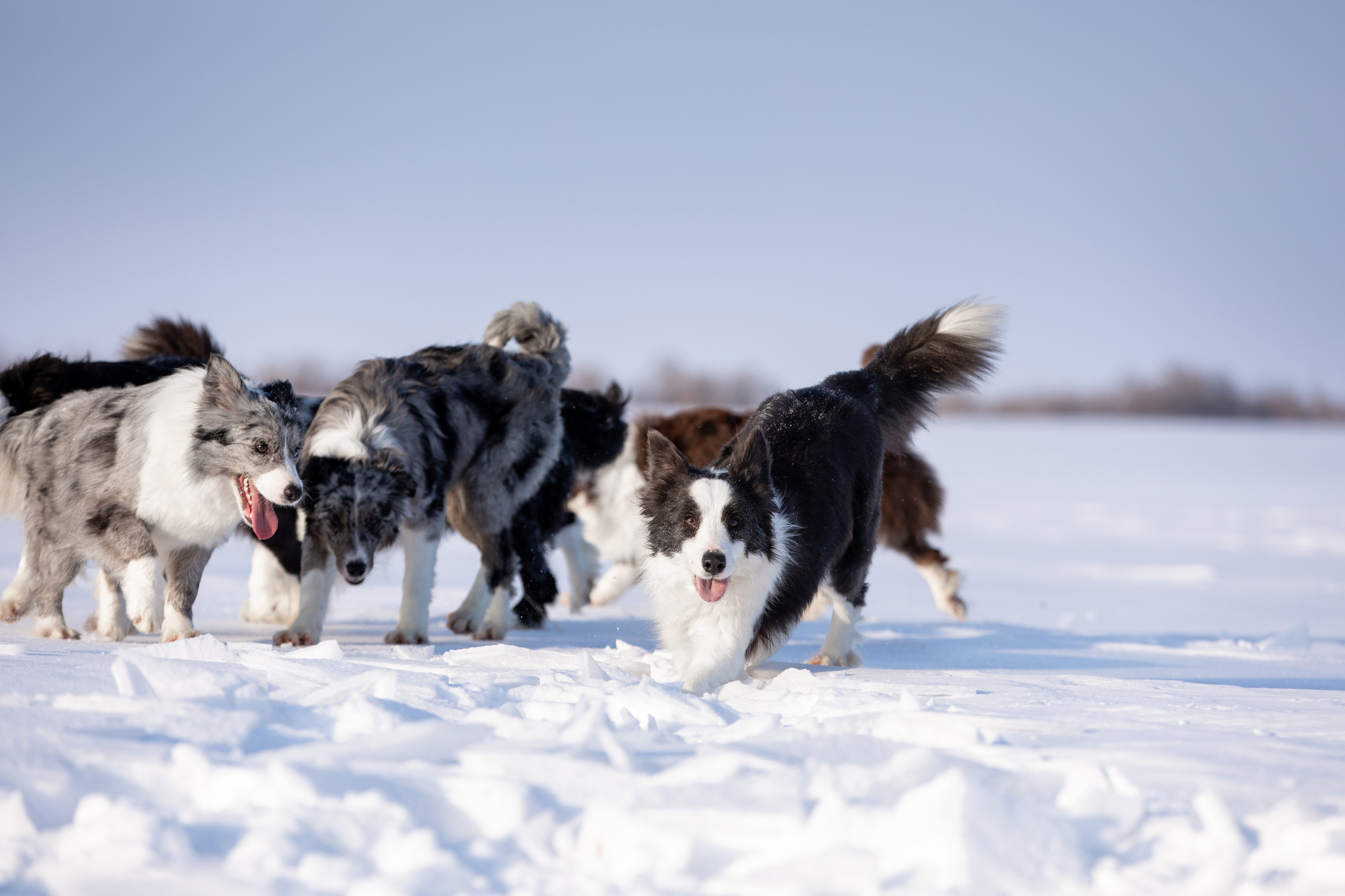 Мороз и солнце. О нас