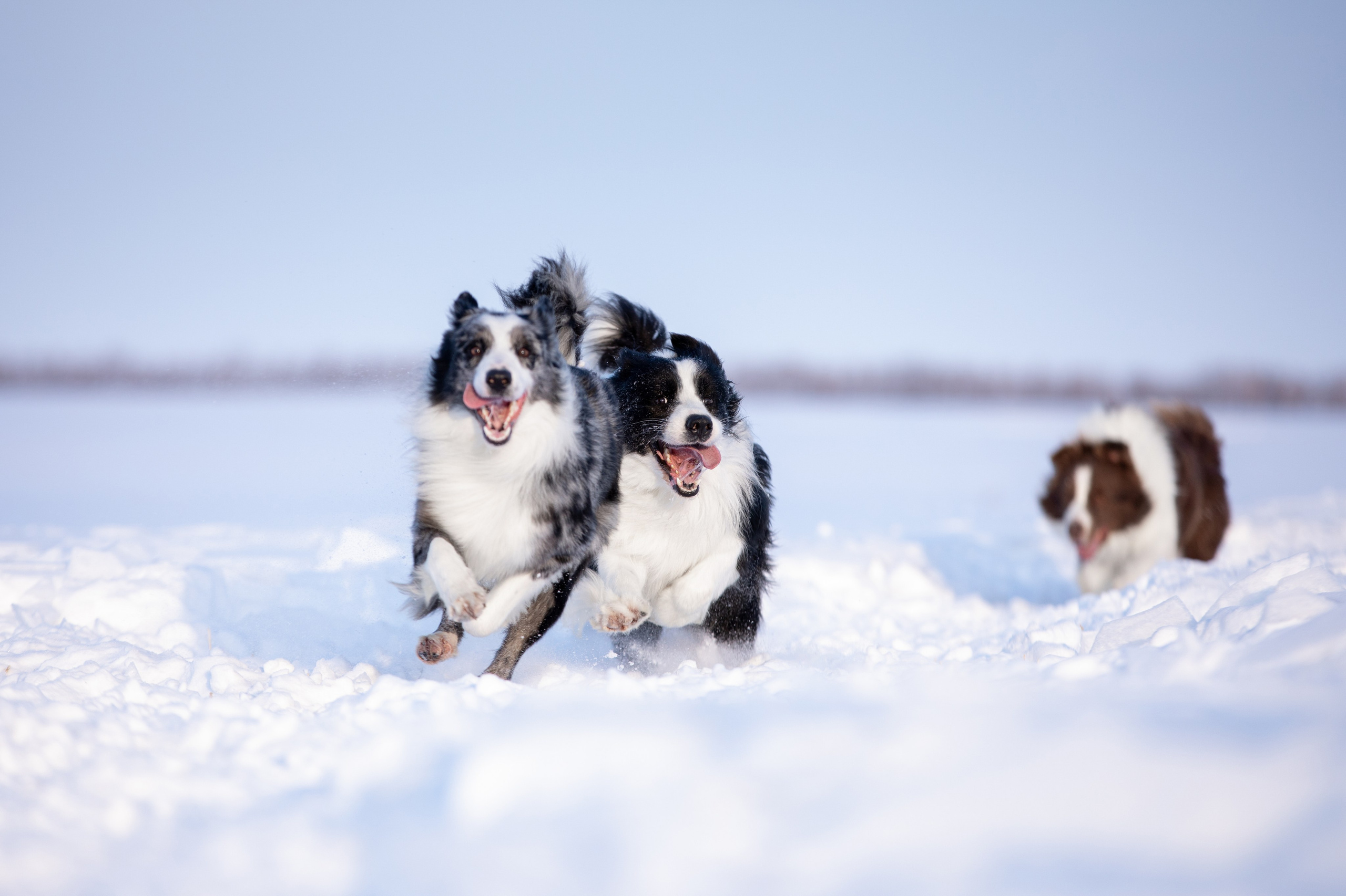 Мороз и солнце. О нас