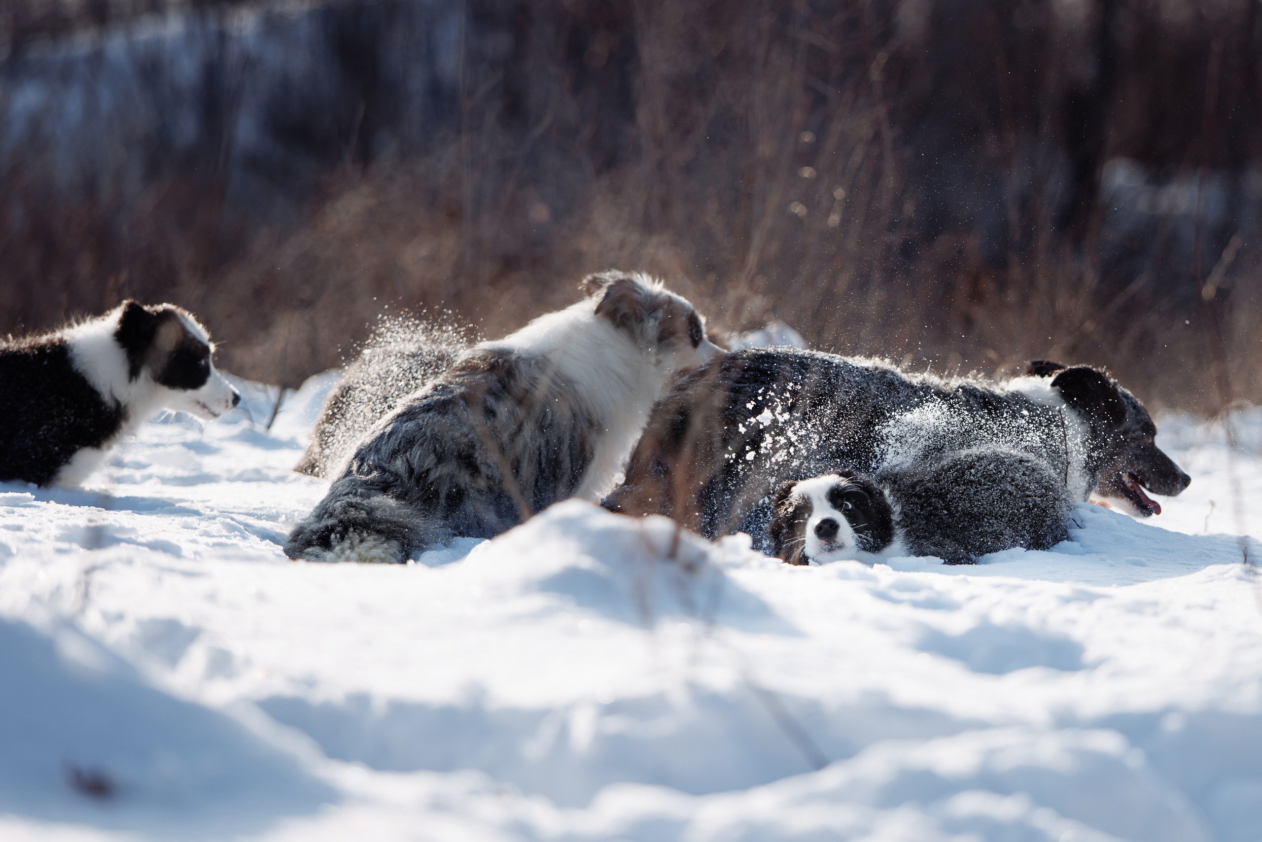 Яркий январь. О нас