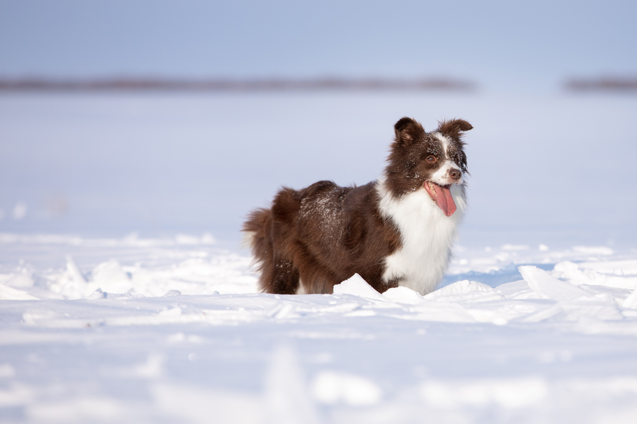 Мороз и солнце. О нас
