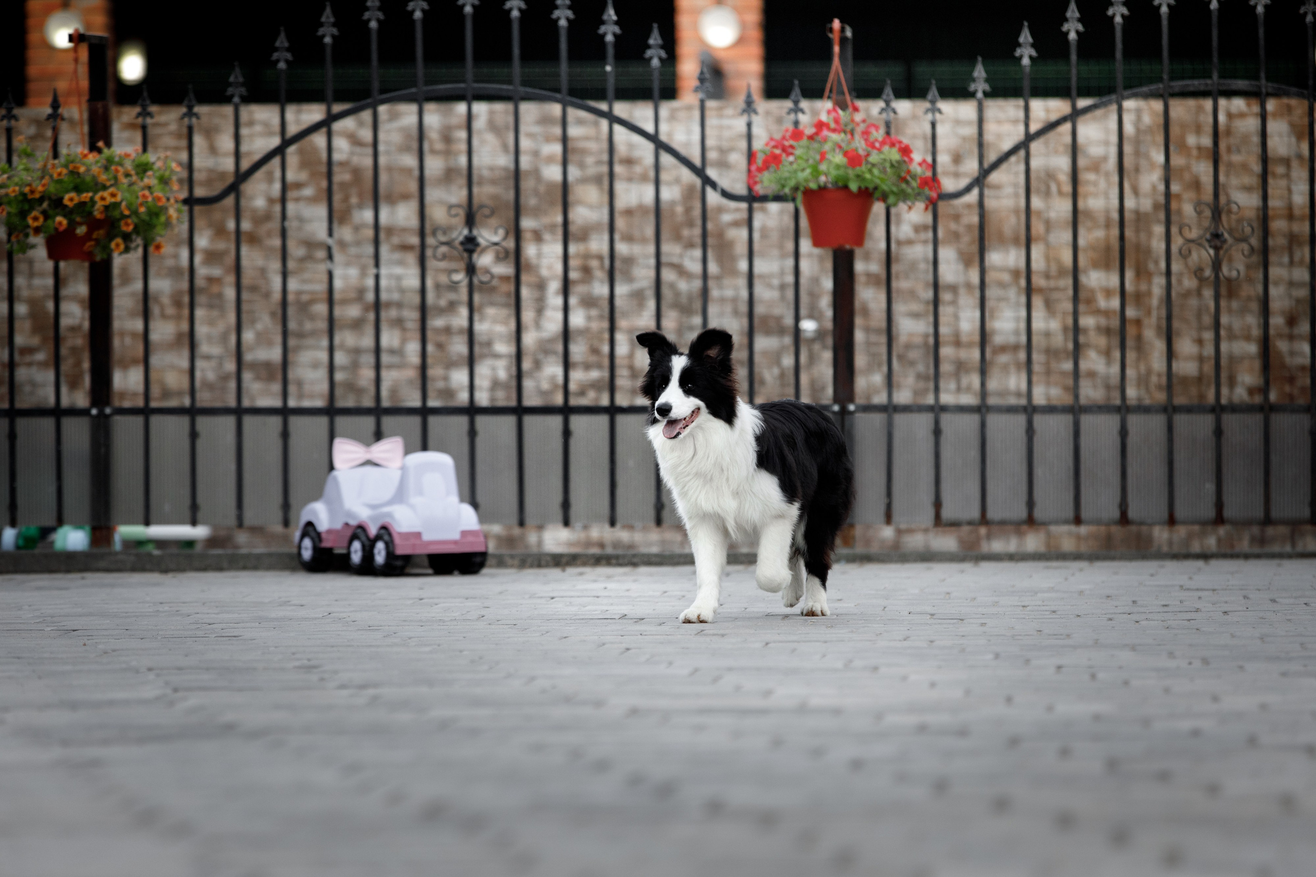 Болтовня в саду. О нас