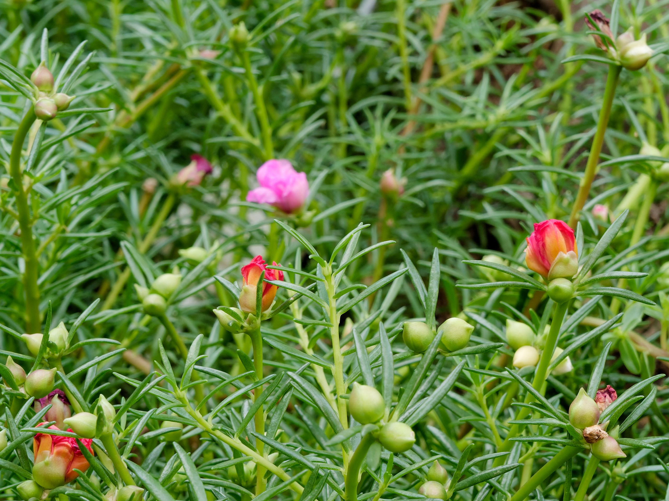 Хайнань 2026, флора, цветы и деревья. Фотопрогулки по Миру