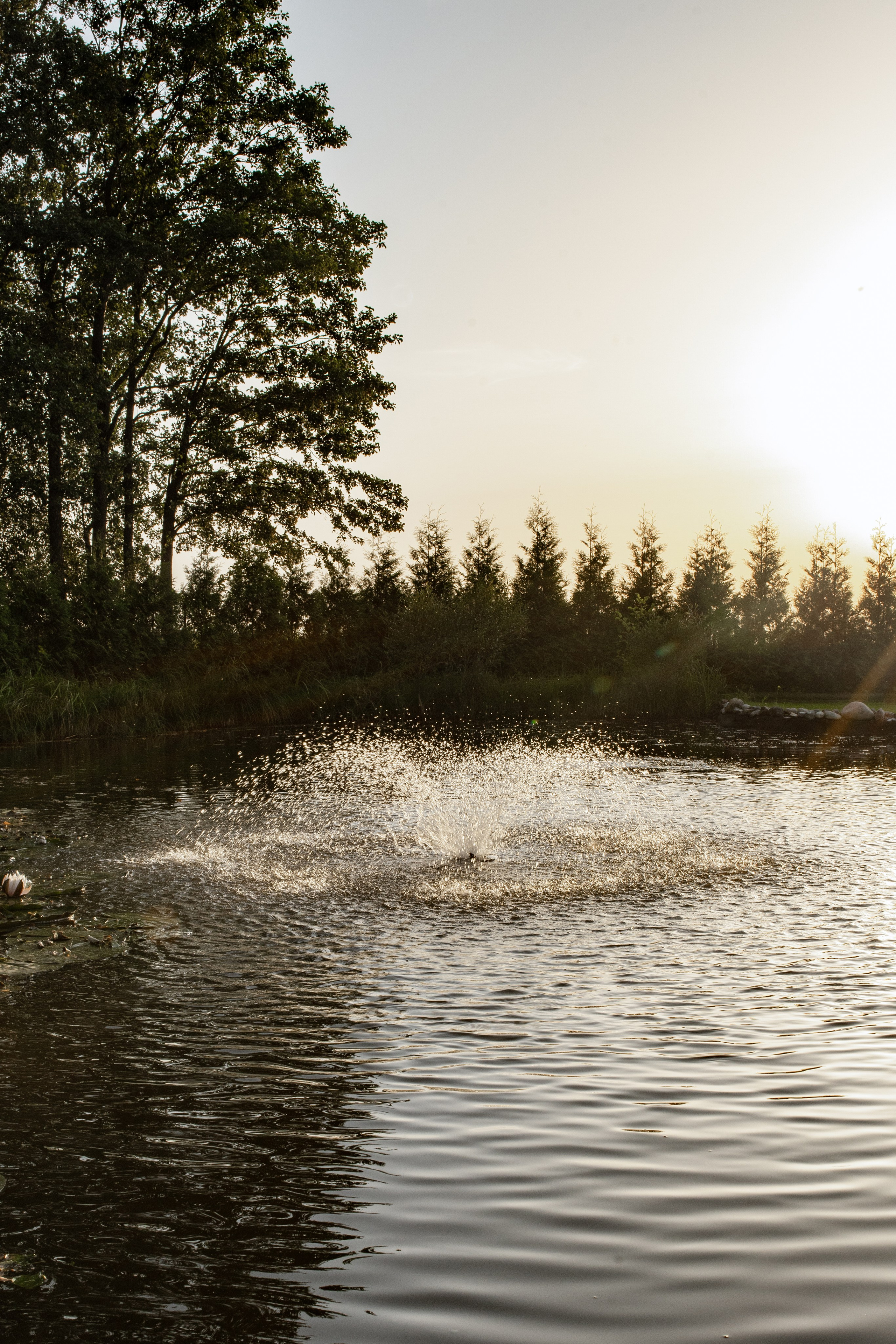 Ангелина и Дима. Свадебный фотограф Витебск Минск