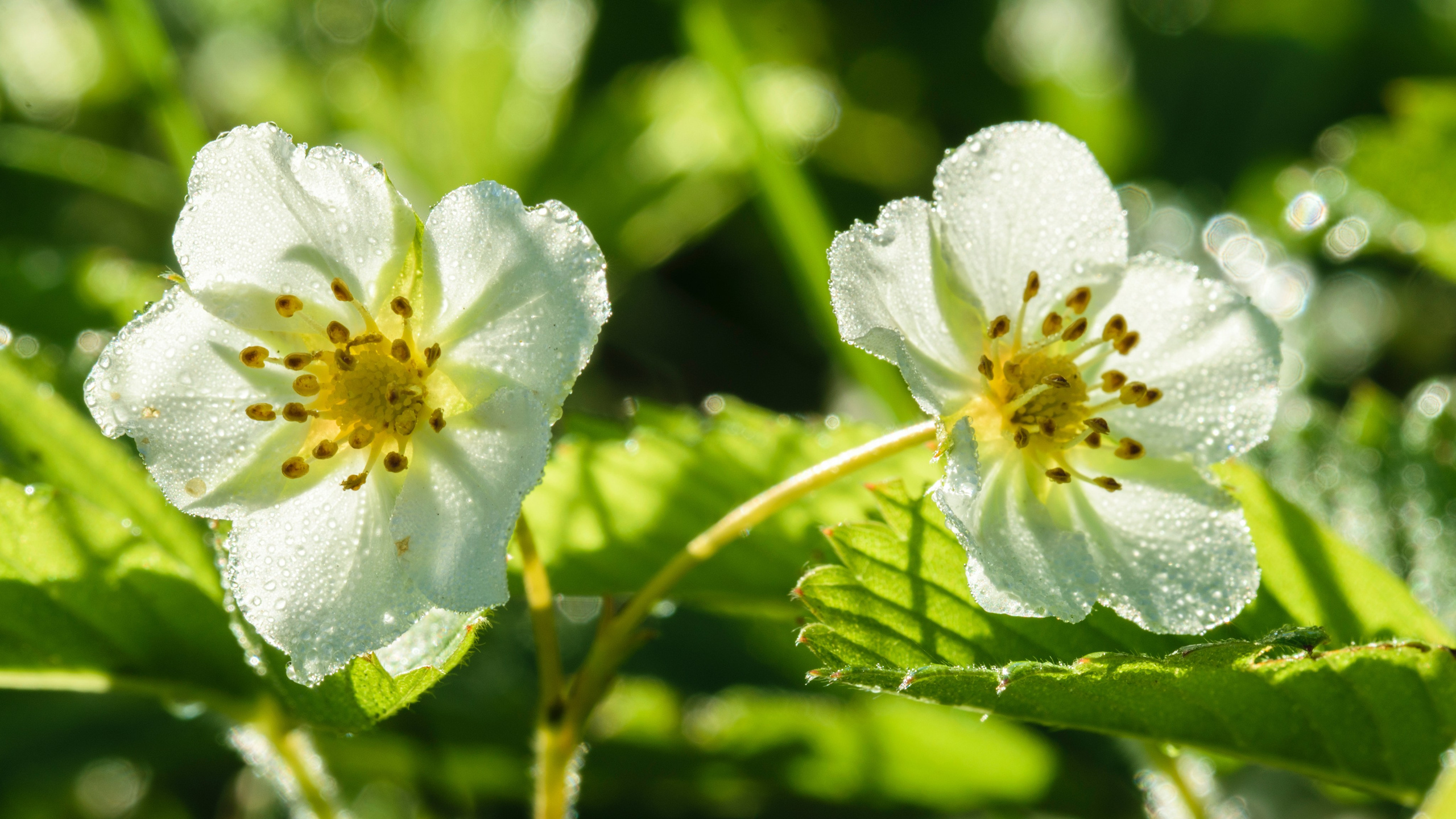 Цветы. Фотограф Вадим Хмурковский