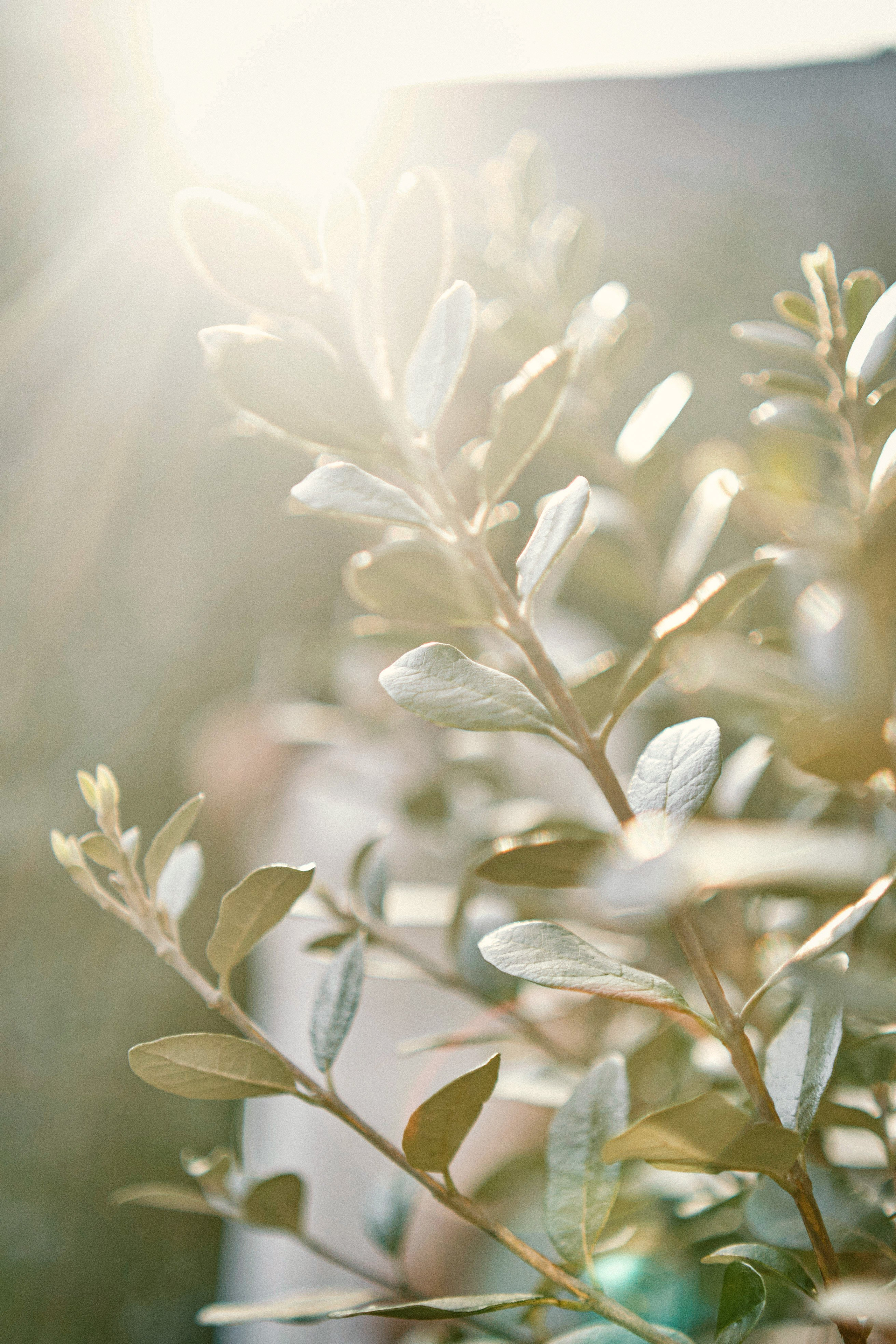 Съёмка Оксаны в цветущем саду в Абхазии. Фотограф Абхазия|Цандрипш|Гагра|Сириус|Красная Поляна Артём Большаков