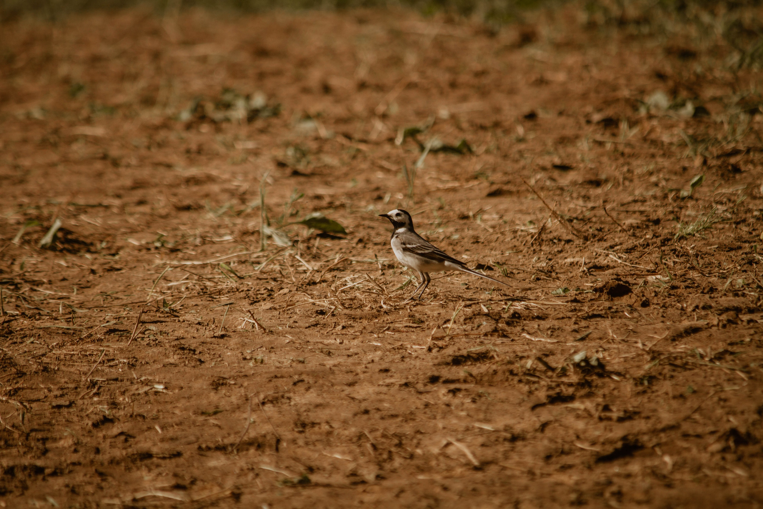 ИППОСФЕРА — Международная конная выставка. Создадим шедевр? Виталина и её фотоискусство