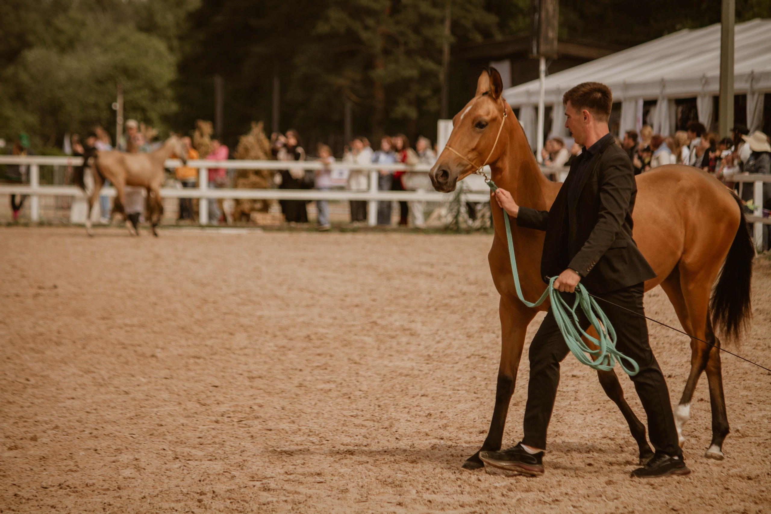 ИППОСФЕРА — Международная конная выставка. Создадим шедевр? Виталина и её фотоискусство