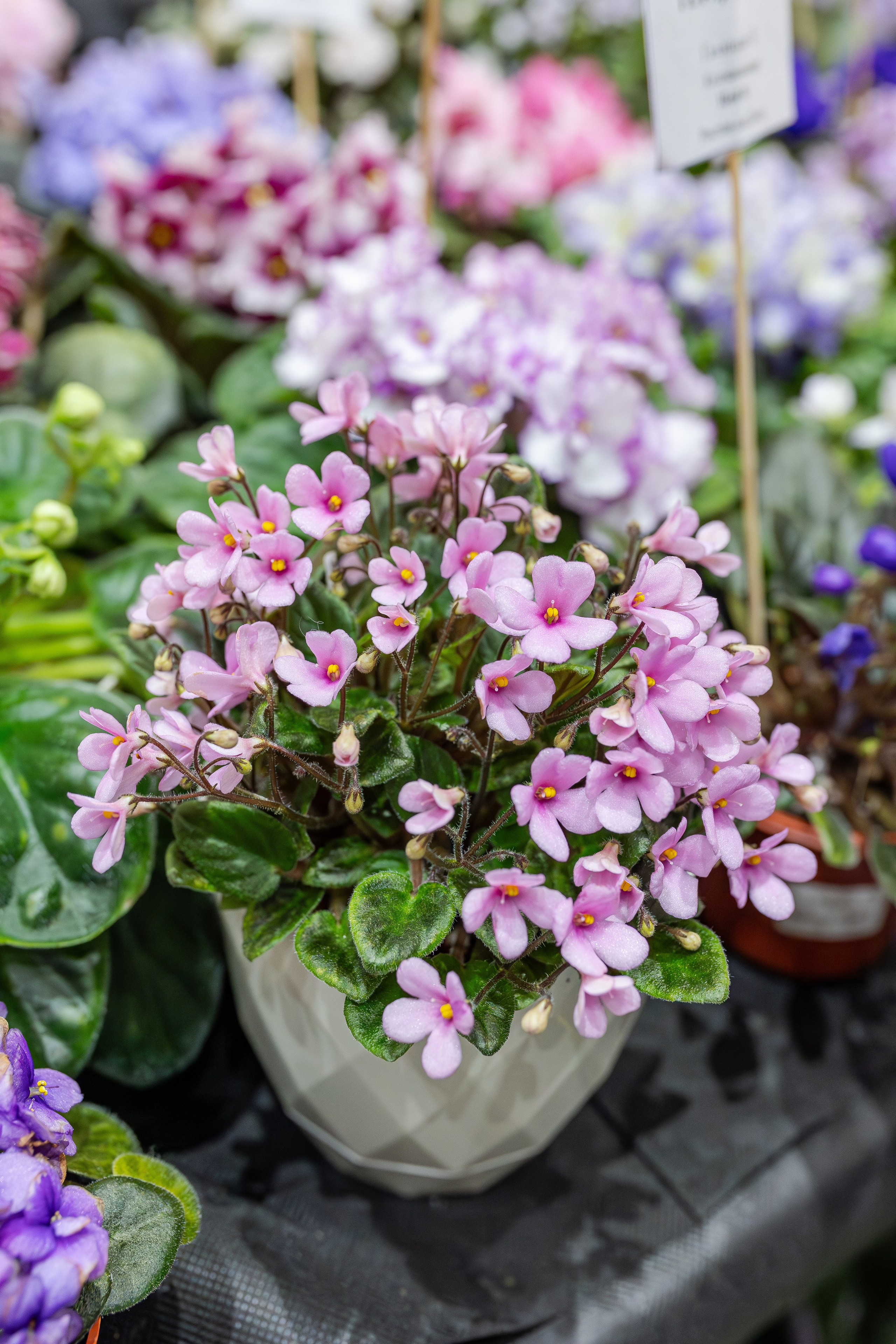 Монстериум апрель 2026. Александра Куликова фотограф, Москва