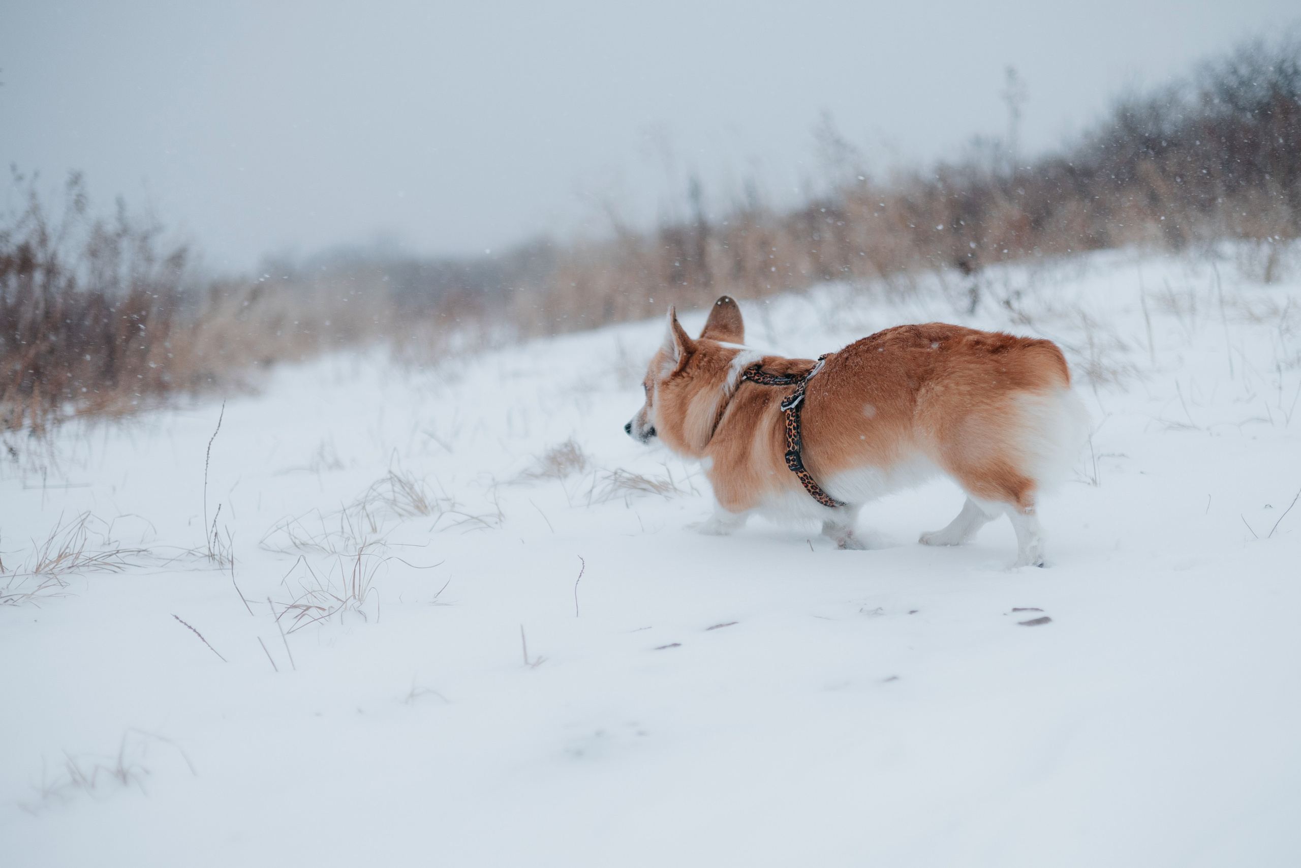 Лена, Лиза и Мия. Фотограф — анималист Владивосток, Алина